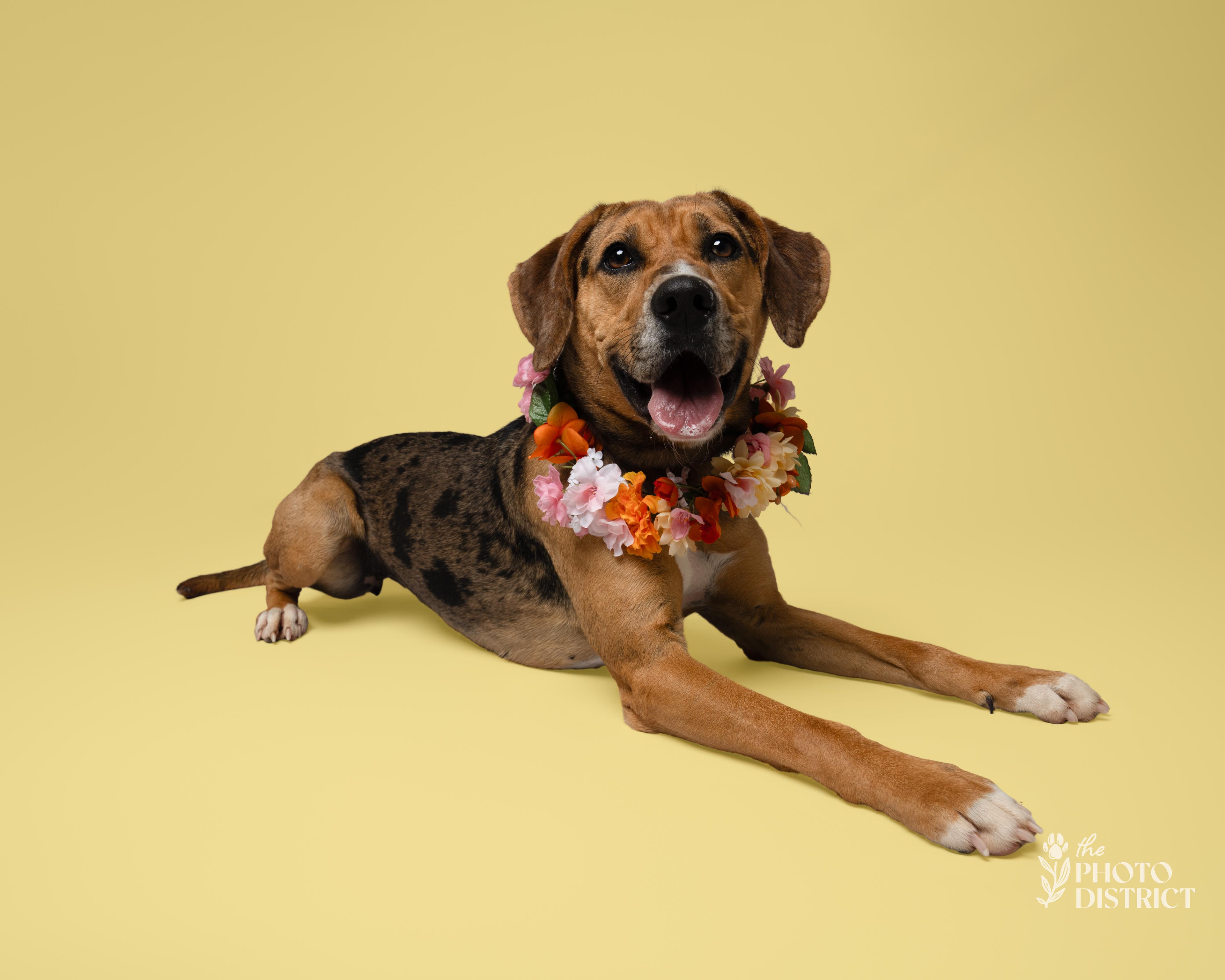 Enlarge Meera, a Adoptable mixed breed in Winnabow, NC image 2/6
