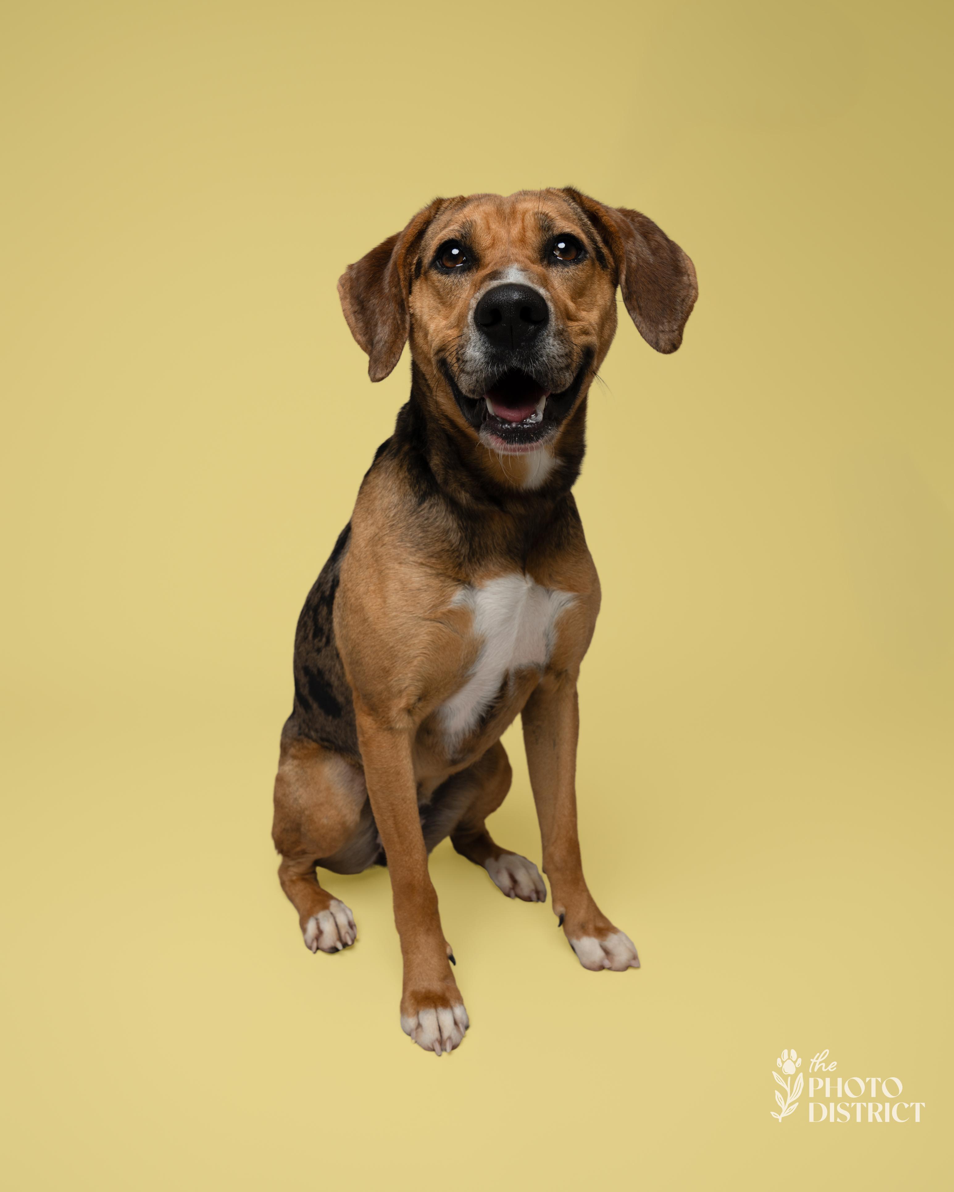 Enlarge Meera, a Adoptable mixed breed in Winnabow, NC image 3/6