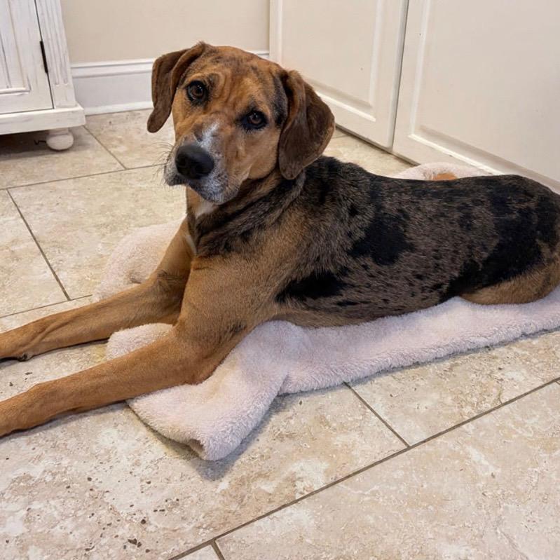 Enlarge Meera, a Adoptable mixed breed in Winnabow, NC image 4/6