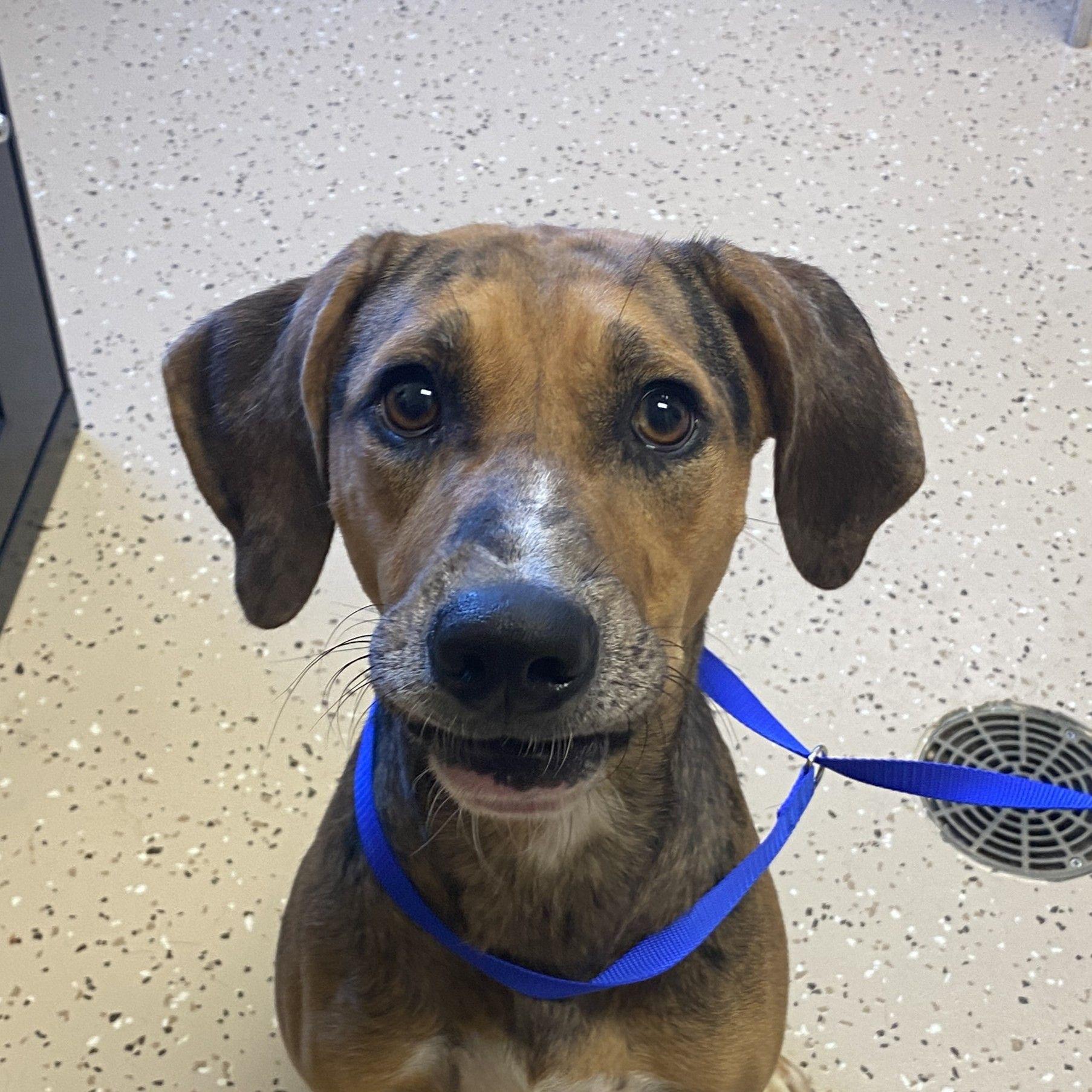 Meera, a Adoptable mixed breed in Winnabow, NC image 2/6