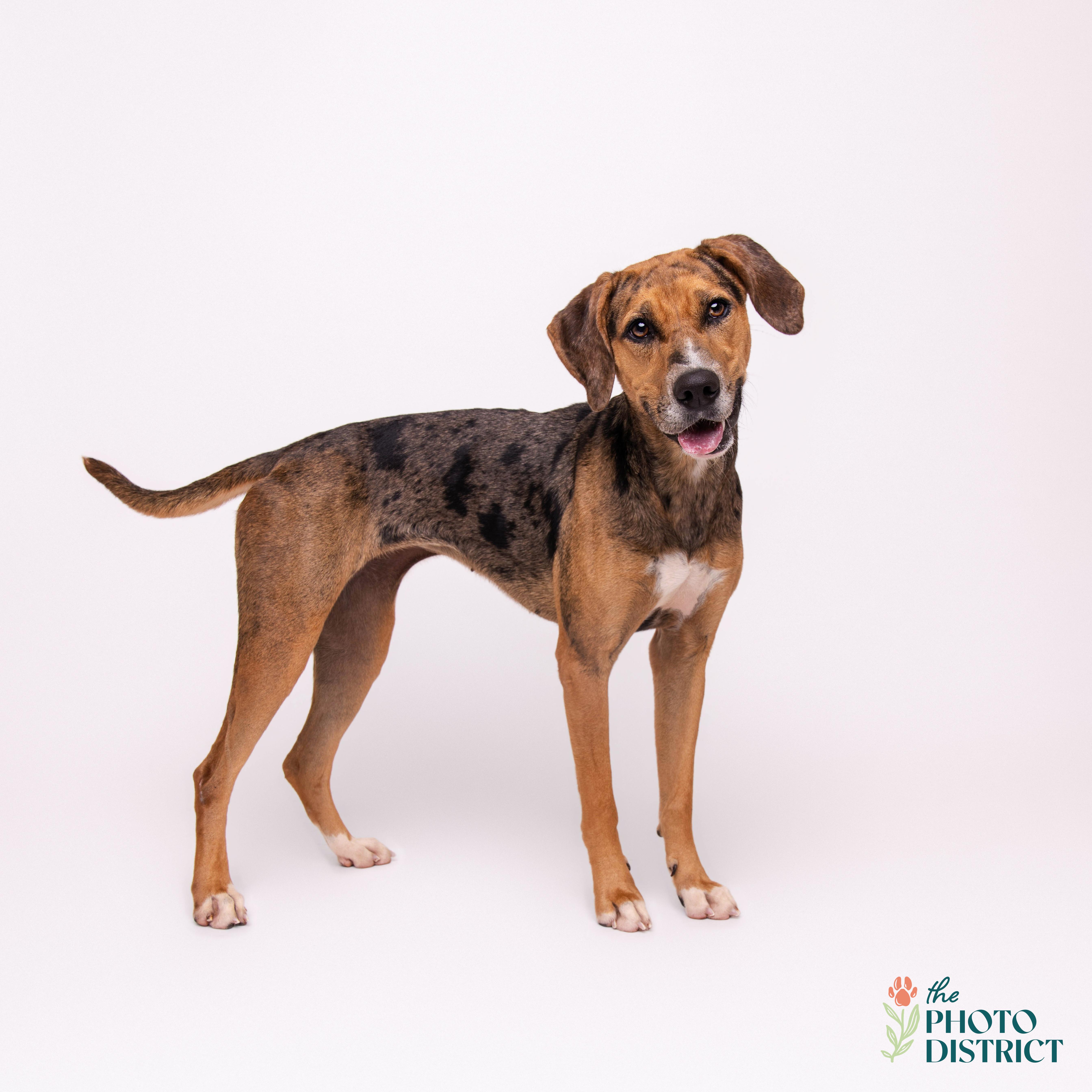 Meera, a Adoptable mixed breed in Winnabow, NC image 4/6