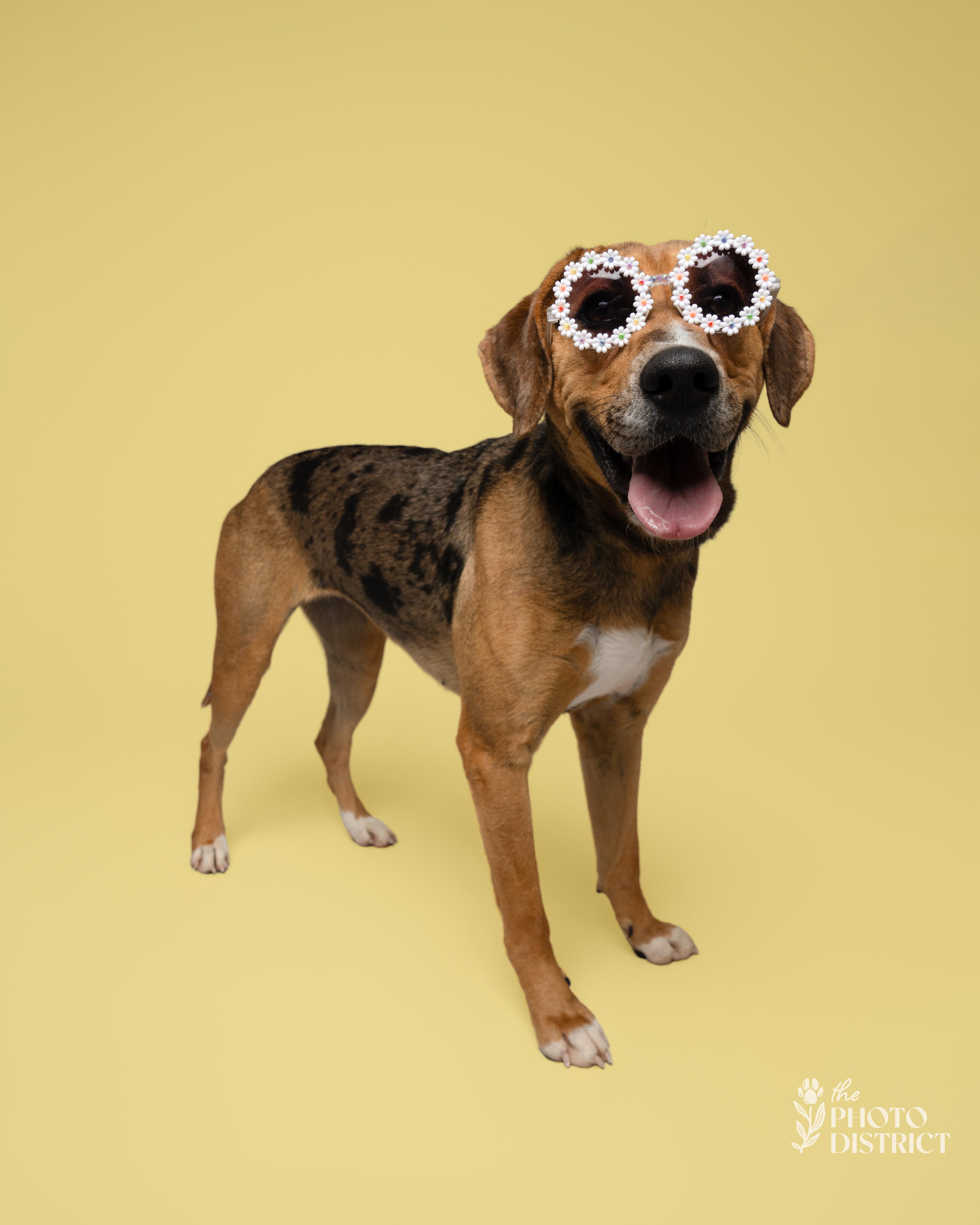 Enlarge Meera, a Adoptable mixed breed in Winnabow, NC image 6/6