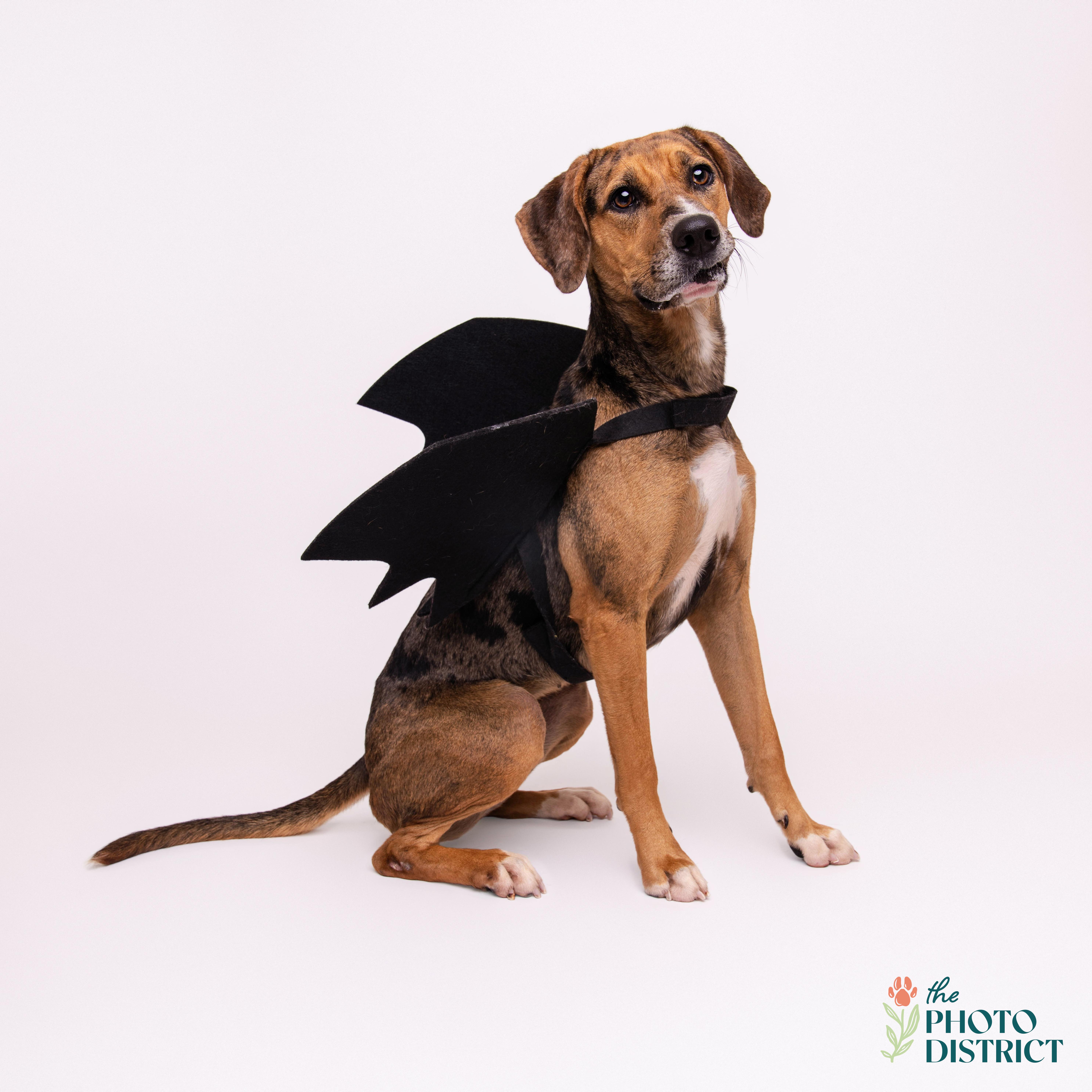 Meera, a Adoptable mixed breed in Winnabow, NC image 5/6