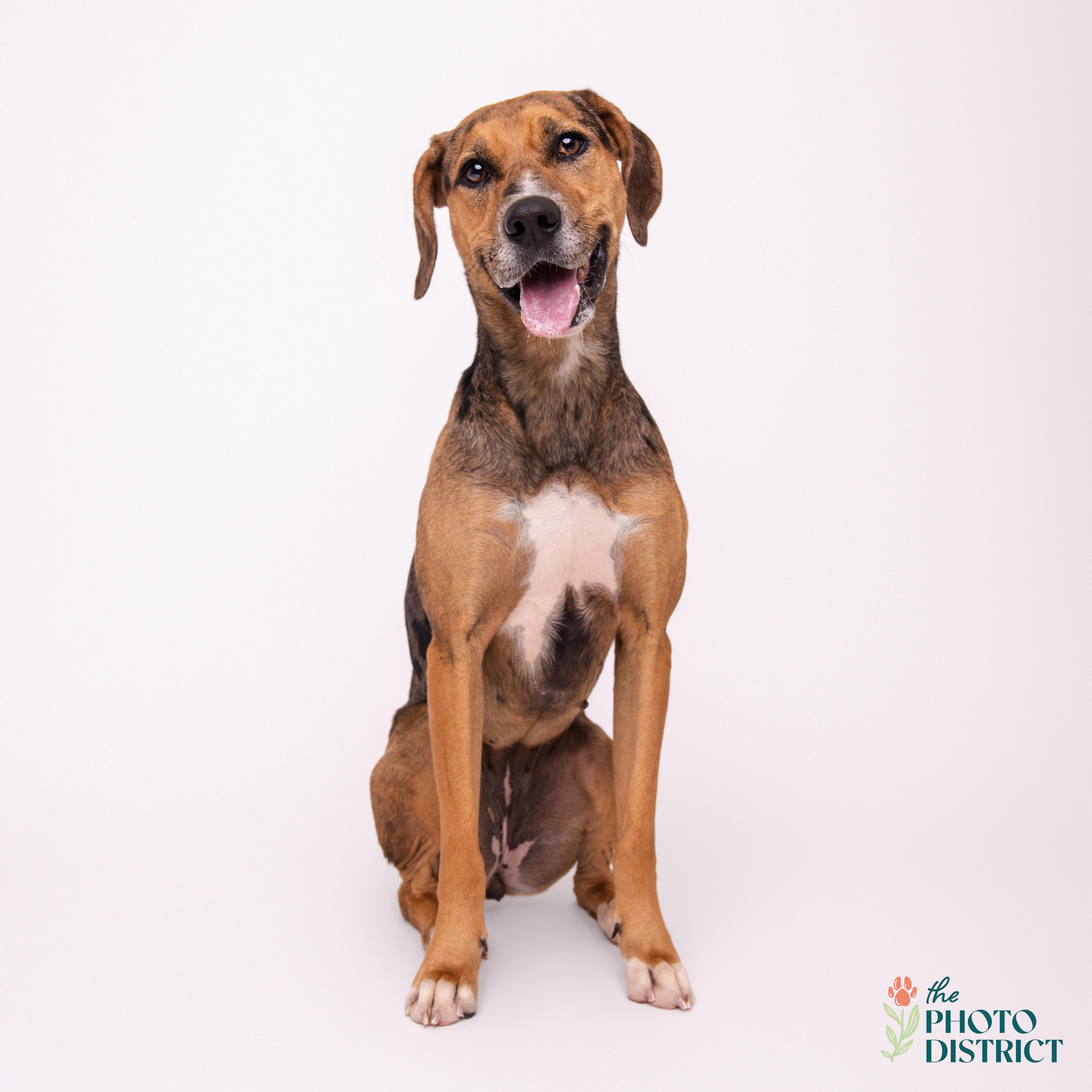 Meera, a Adoptable mixed breed in Winnabow, NC image 6/6