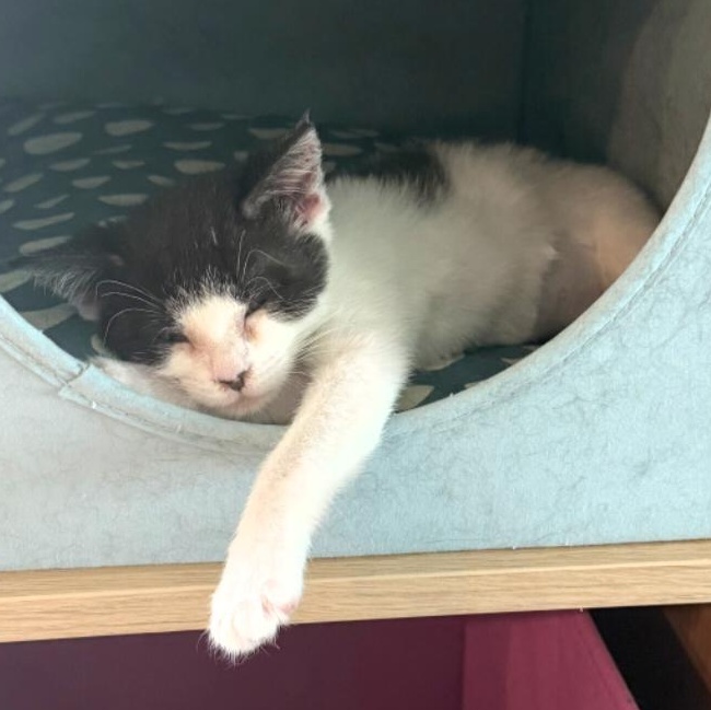 Moona, a Adoptable mixed breed in Hyattsville, MD image 6/6