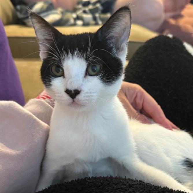 Moona, Adoptable, Kitten Female Tuxedo & Domestic Short Hair.