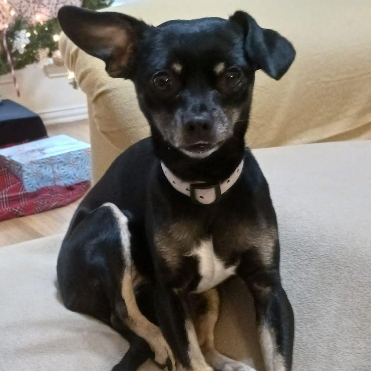 Enlarge Rosie, a Adoptable Chihuahua in Carrollton, TX image 1/2