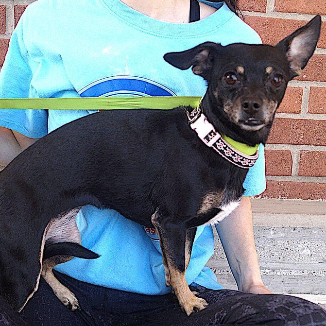 Rosie, Adoptable, Adult Female Chihuahua.