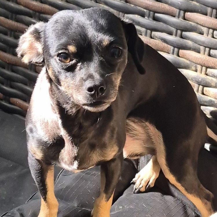 Rosie, a Adoptable Chihuahua in Carrollton, TX image 1/2