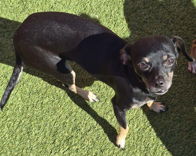 Rosie, a Adoptable Chihuahua in Carrollton, TX image 2/2