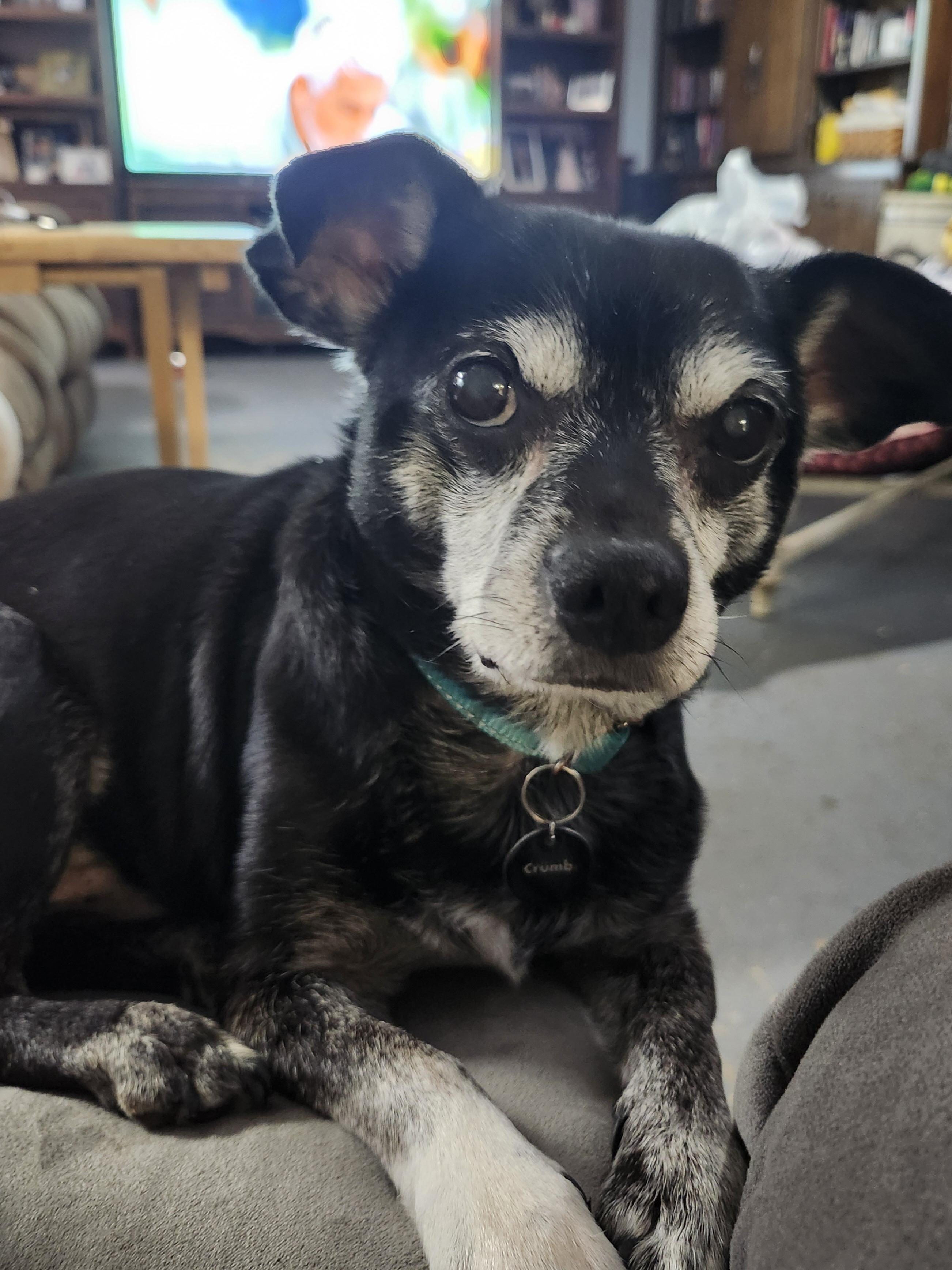 Roscoe, Adoptable, Senior Male Chihuahua.