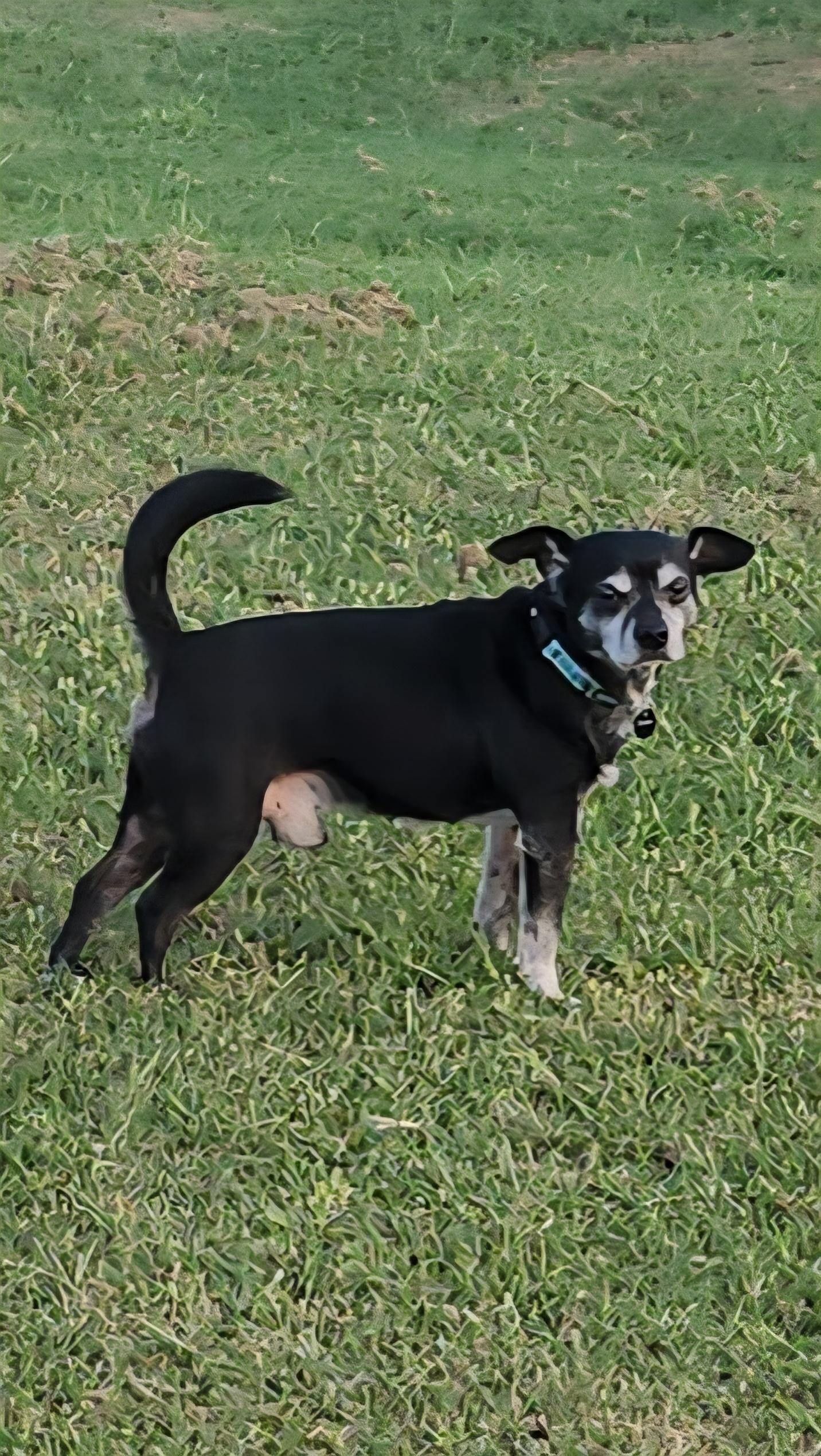 Enlarge Roscoe, a Adoptable mixed breed in Tuttle, OK image 4/4