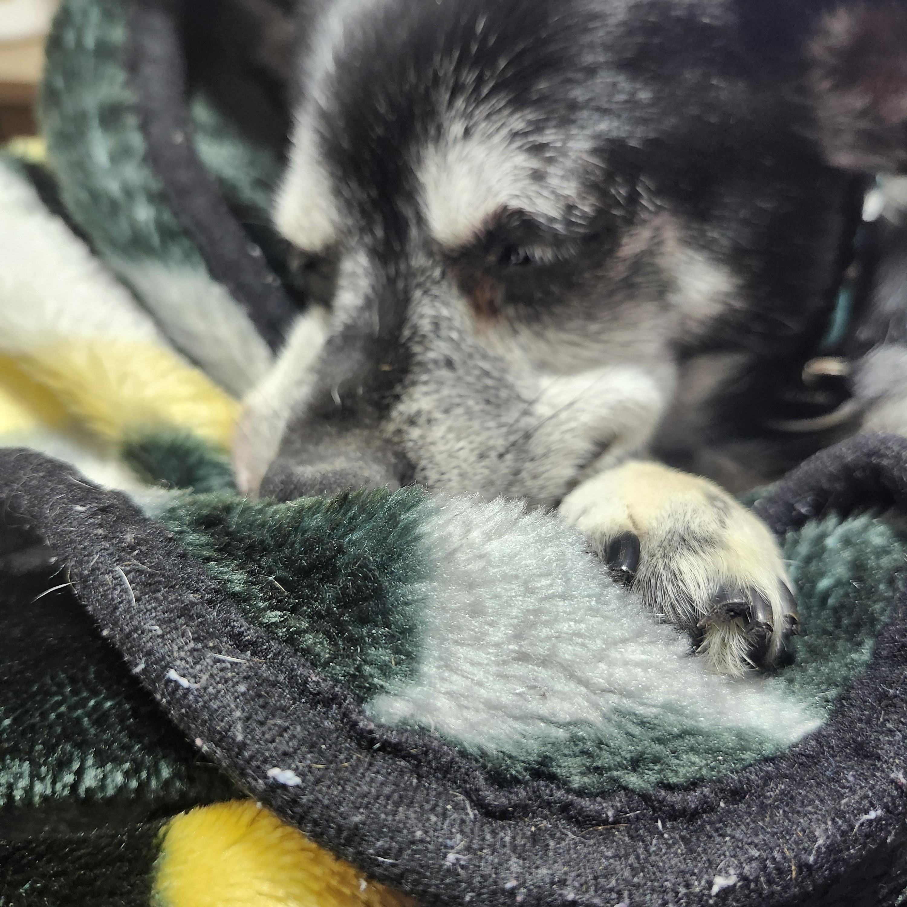 Enlarge Roscoe, a Adoptable mixed breed in Tuttle, OK image 2/4