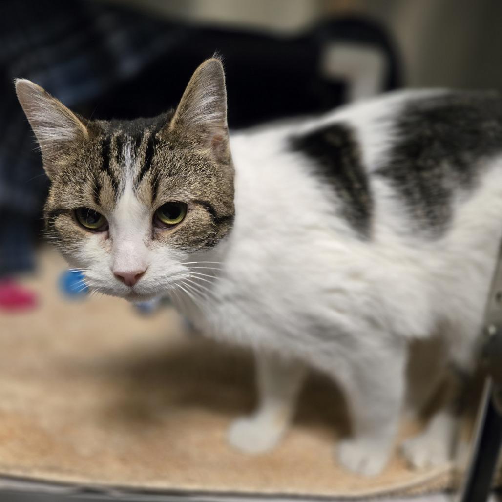 Snuggie, a Adoptable Domestic Short Hair in Charlottesville, VA image 1/4