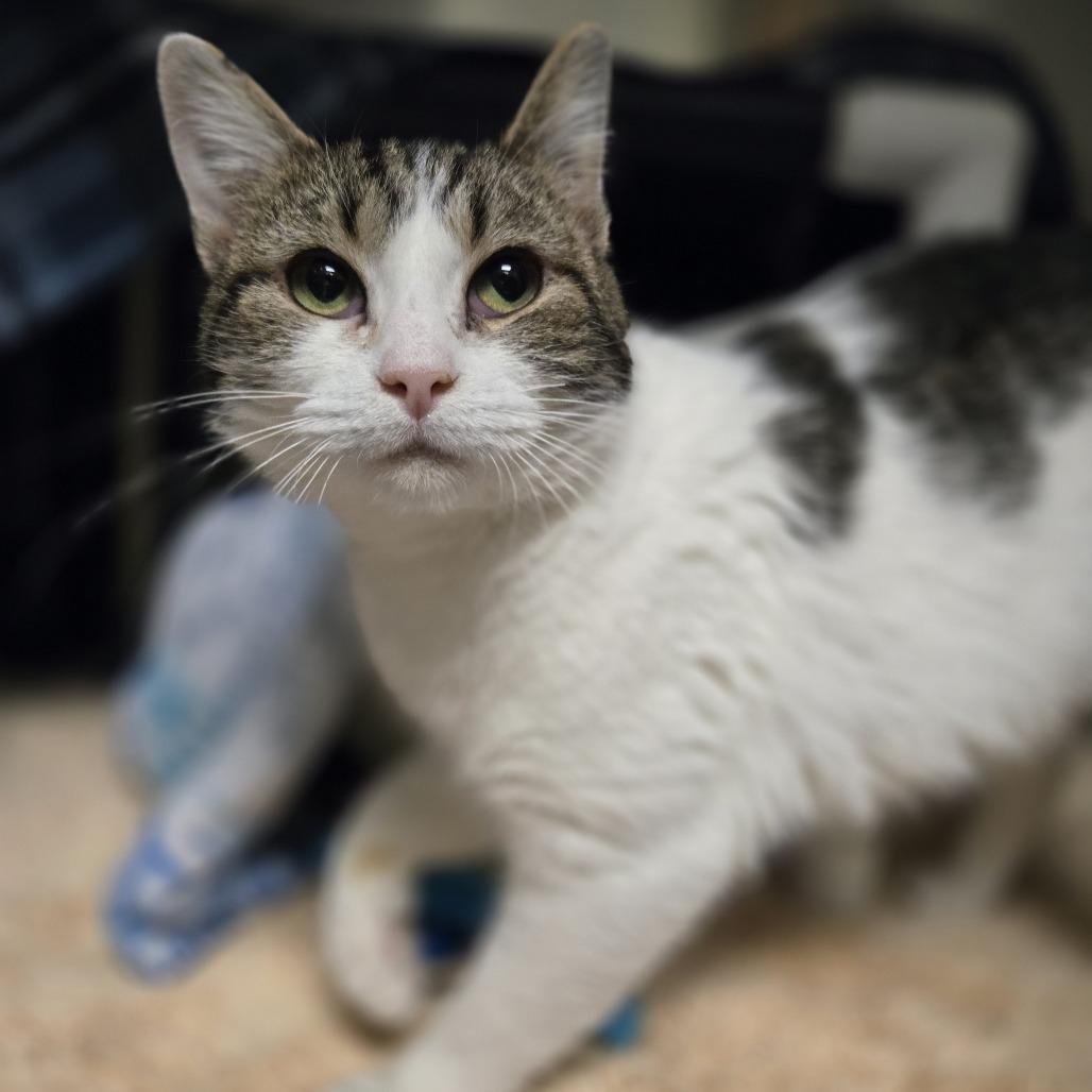 Snuggie, a Adoptable Domestic Short Hair in Charlottesville, VA image 2/4