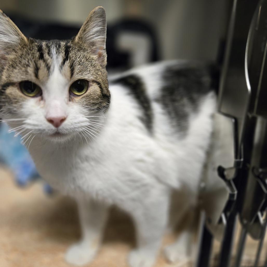 Snuggie, a Adoptable Domestic Short Hair in Charlottesville, VA image 3/4