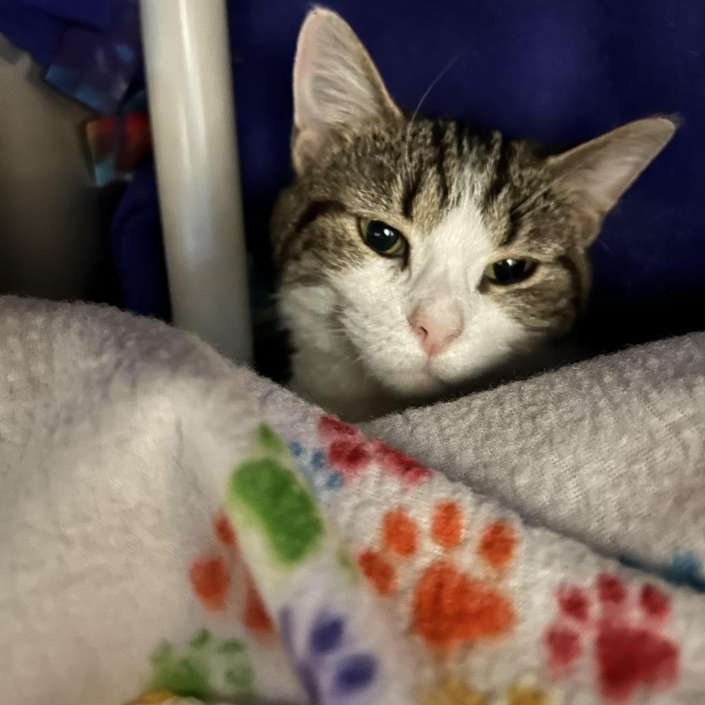 Snuggie, a Adoptable Domestic Short Hair in Charlottesville, VA image 4/4