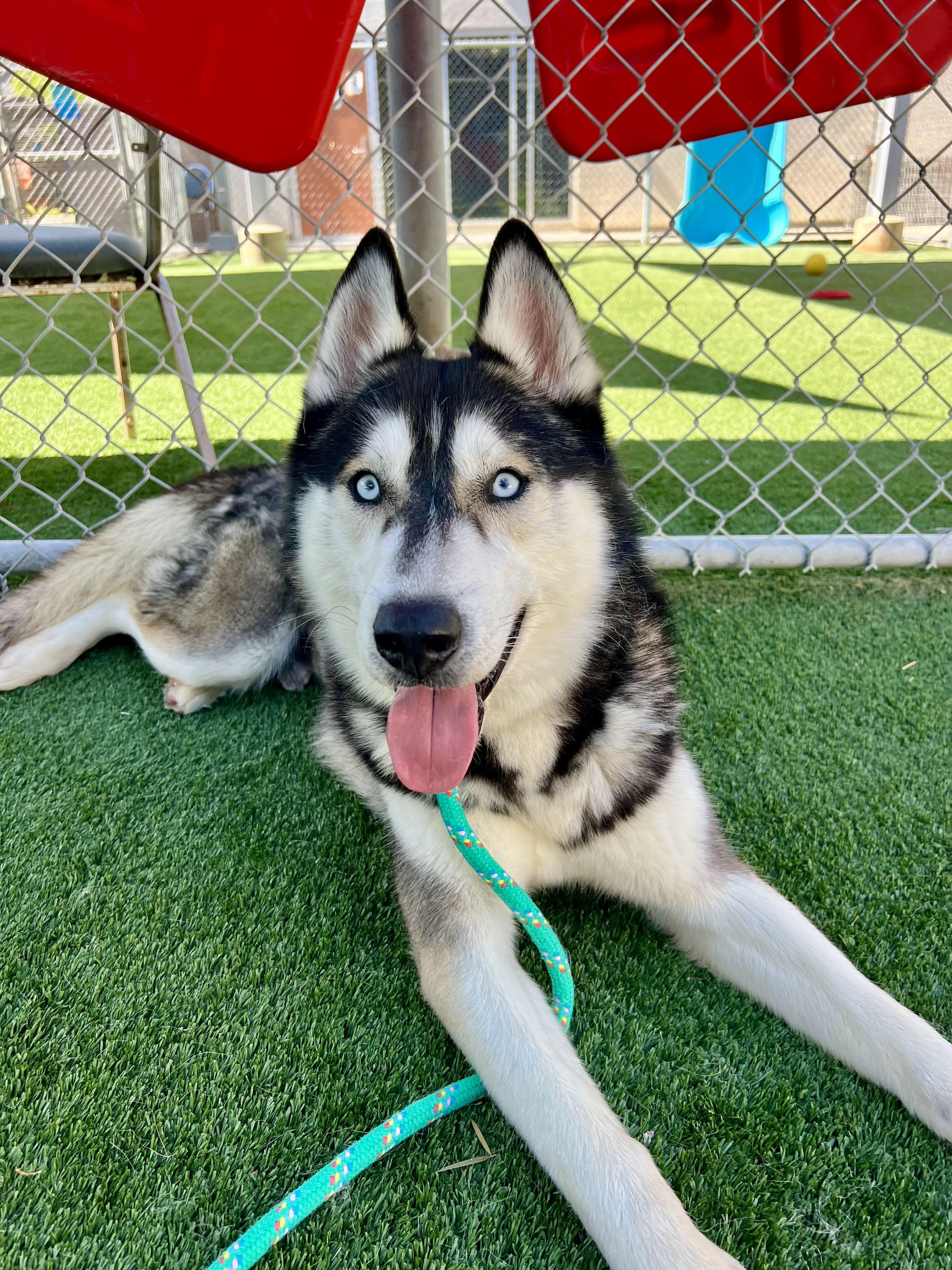 Enlarge Nanook, a ADOPTABLE mixed breed in Rancho Palos Verdes, CA image 3/6