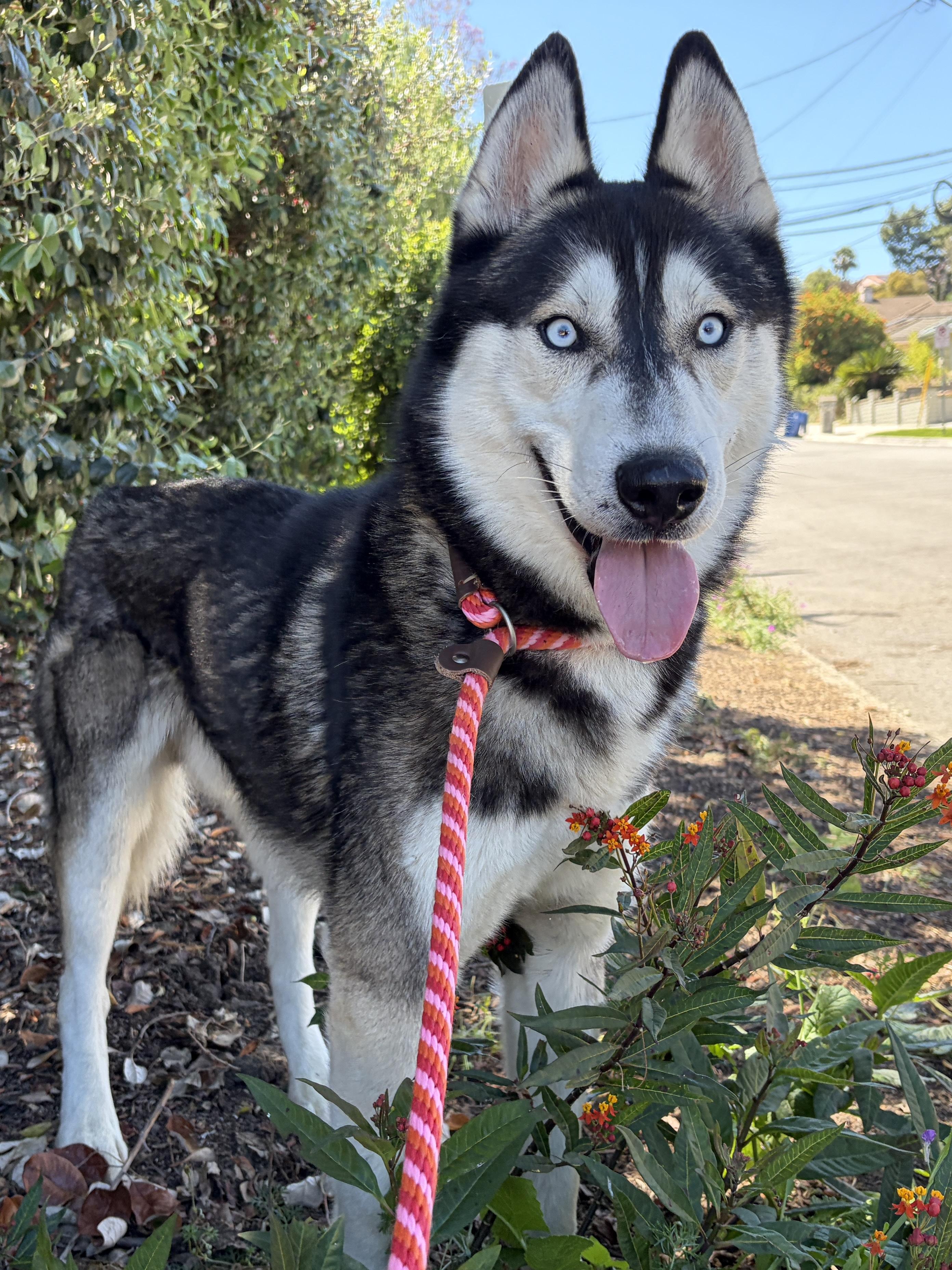 Enlarge Nanook, a ADOPTABLE mixed breed in Rancho Palos Verdes, CA image 4/6
