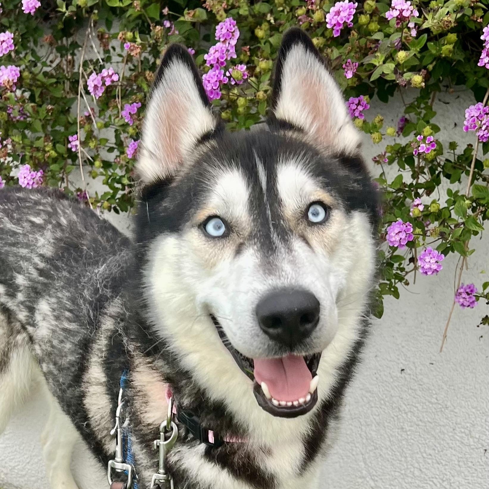 Nanook, ADOPTABLE, Adult Male Siberian Husky & Husky.