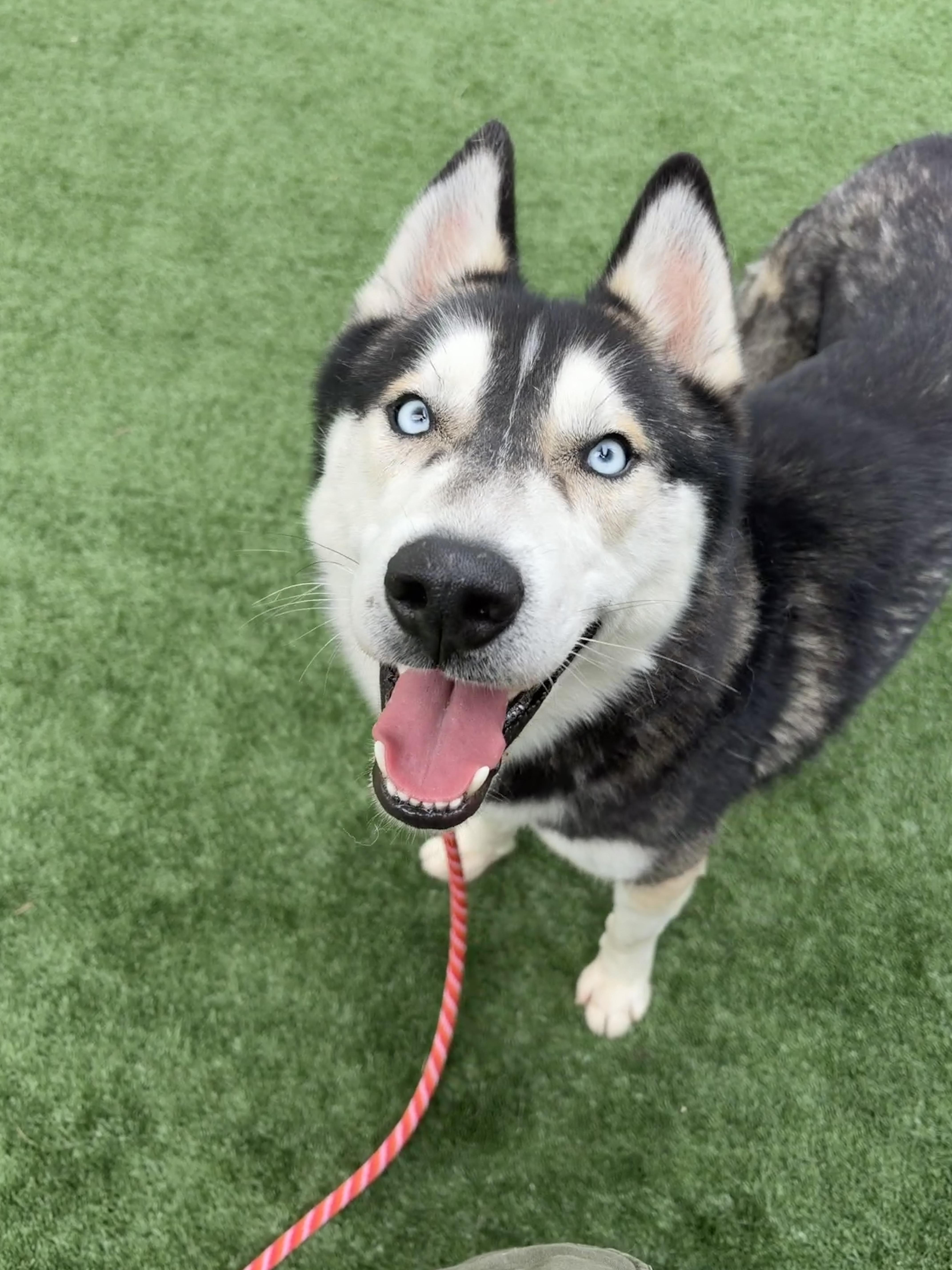 Enlarge Nanook, a ADOPTABLE mixed breed in Rancho Palos Verdes, CA image 5/6