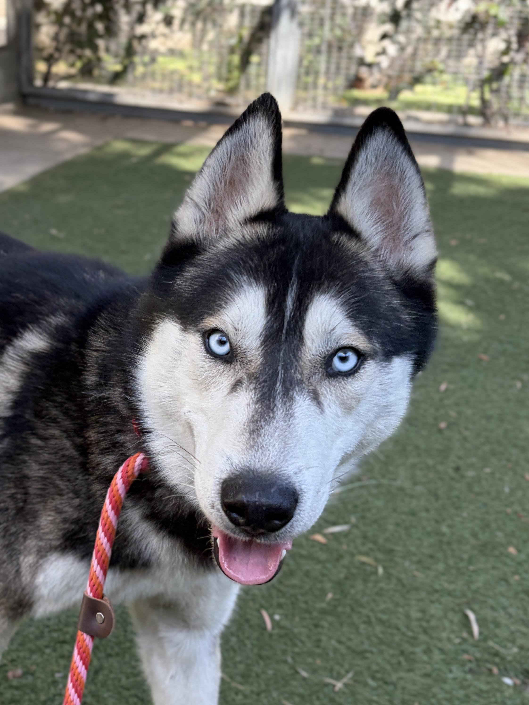 Enlarge Nanook, a ADOPTABLE mixed breed in Rancho Palos Verdes, CA image 2/6
