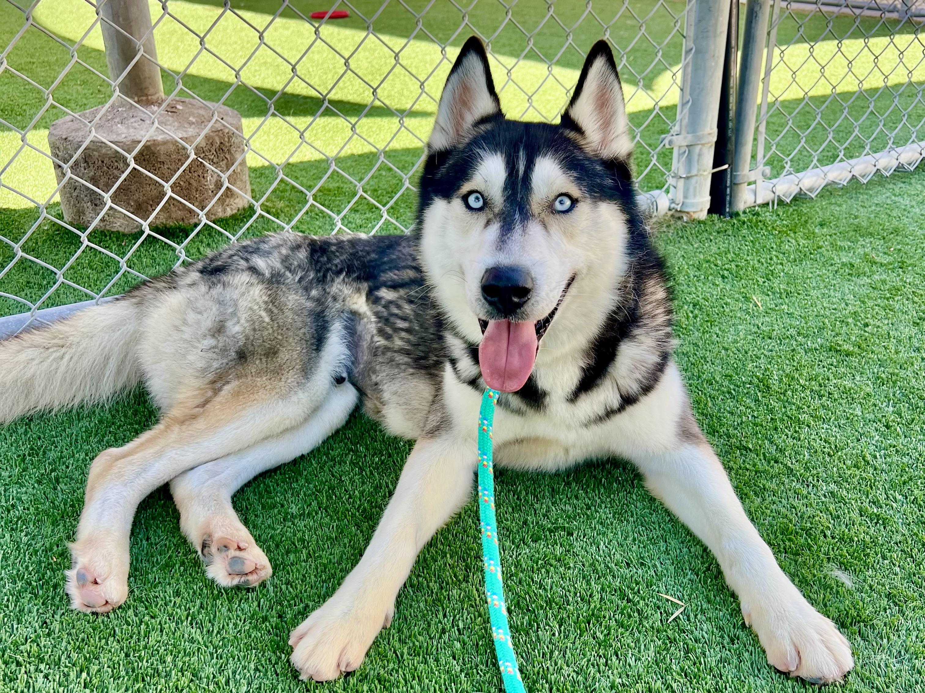 Nanook, ADOPTABLE, Adult Male Siberian Husky & Husky.