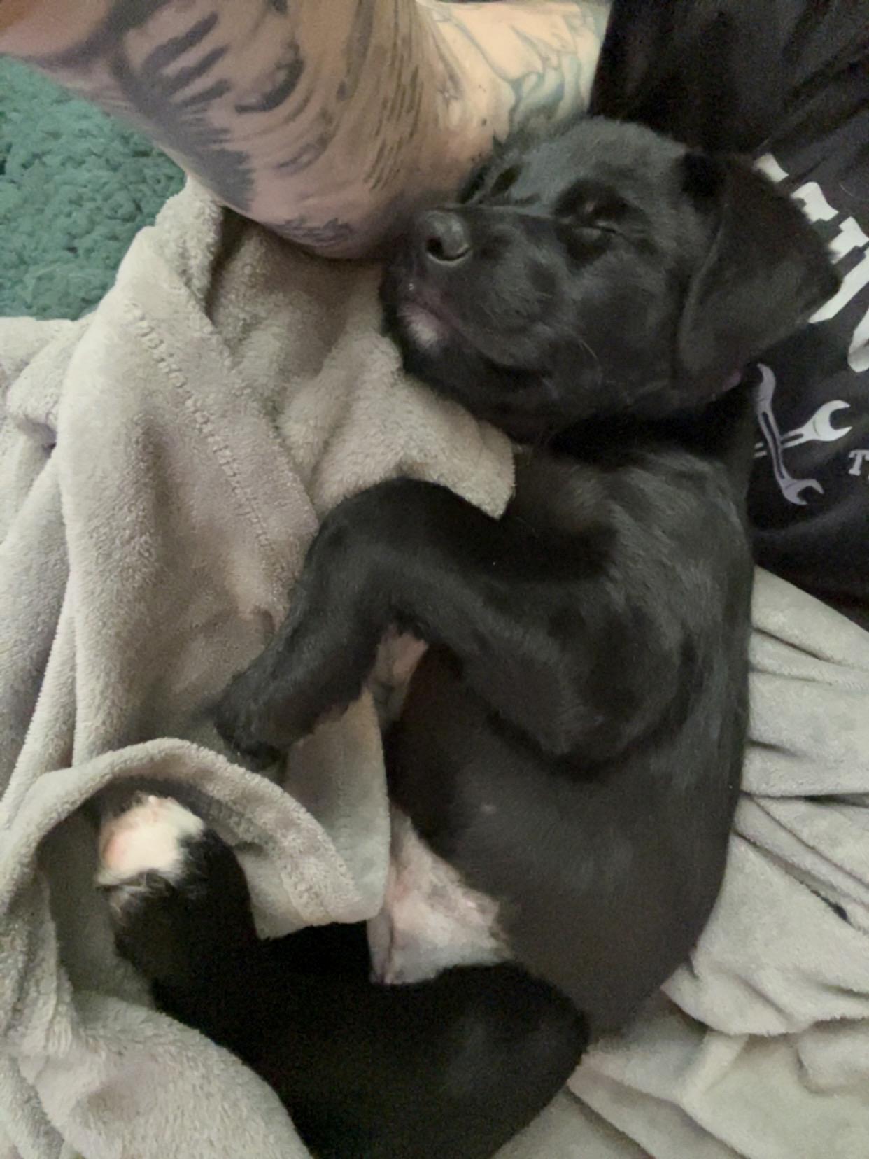 Enlarge Nestle, an adopted mixed breed in Sioux Falls, SD image 6/6