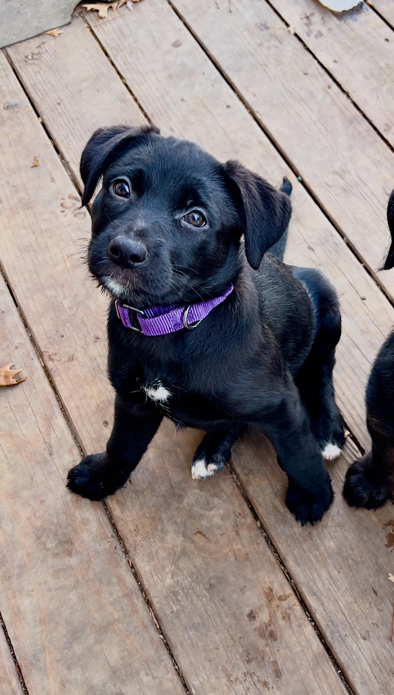 Enlarge Nestle, an adopted mixed breed in Sioux Falls, SD image 1/6