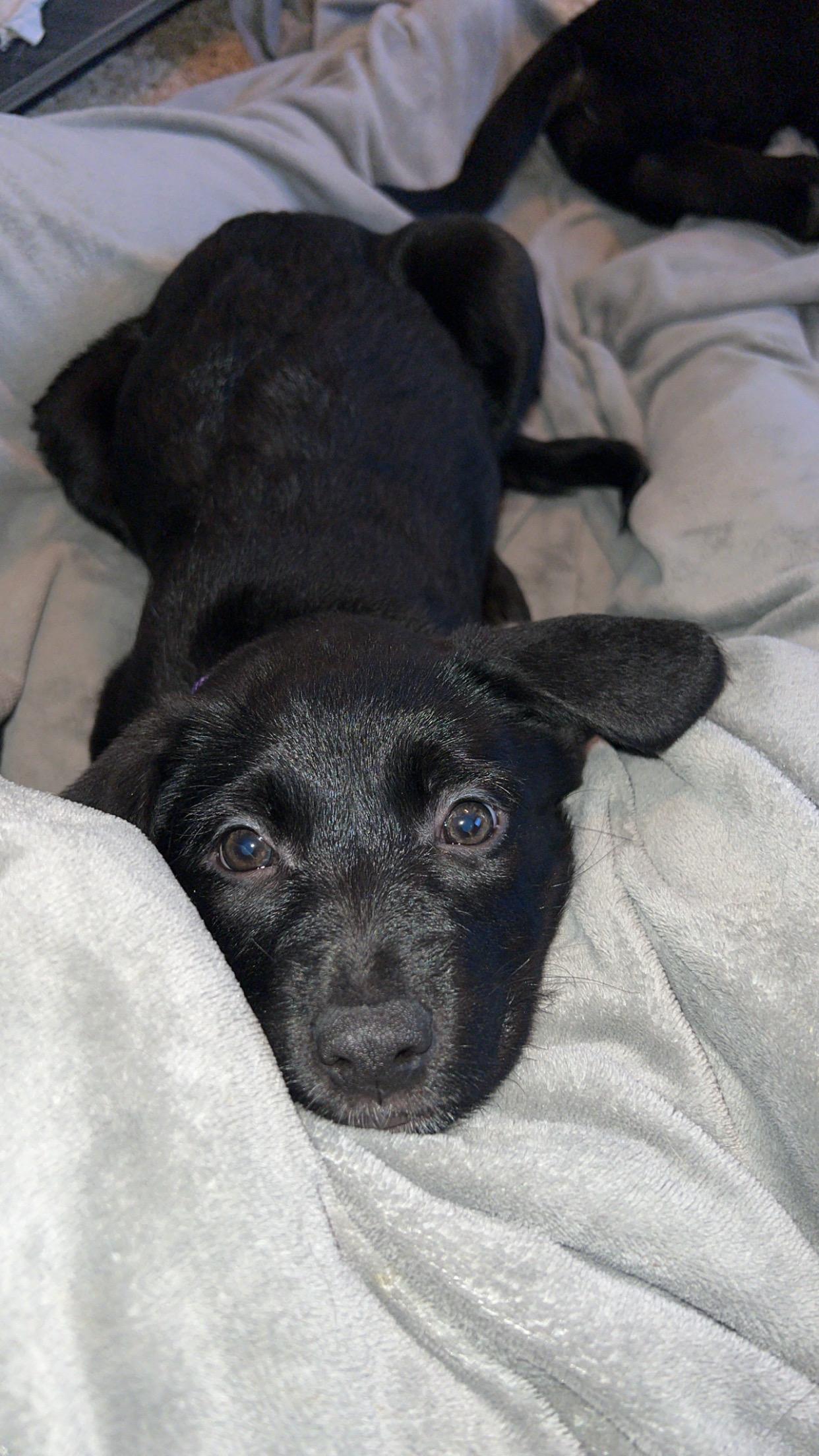 Enlarge Nestle, an adopted mixed breed in Sioux Falls, SD image 4/6