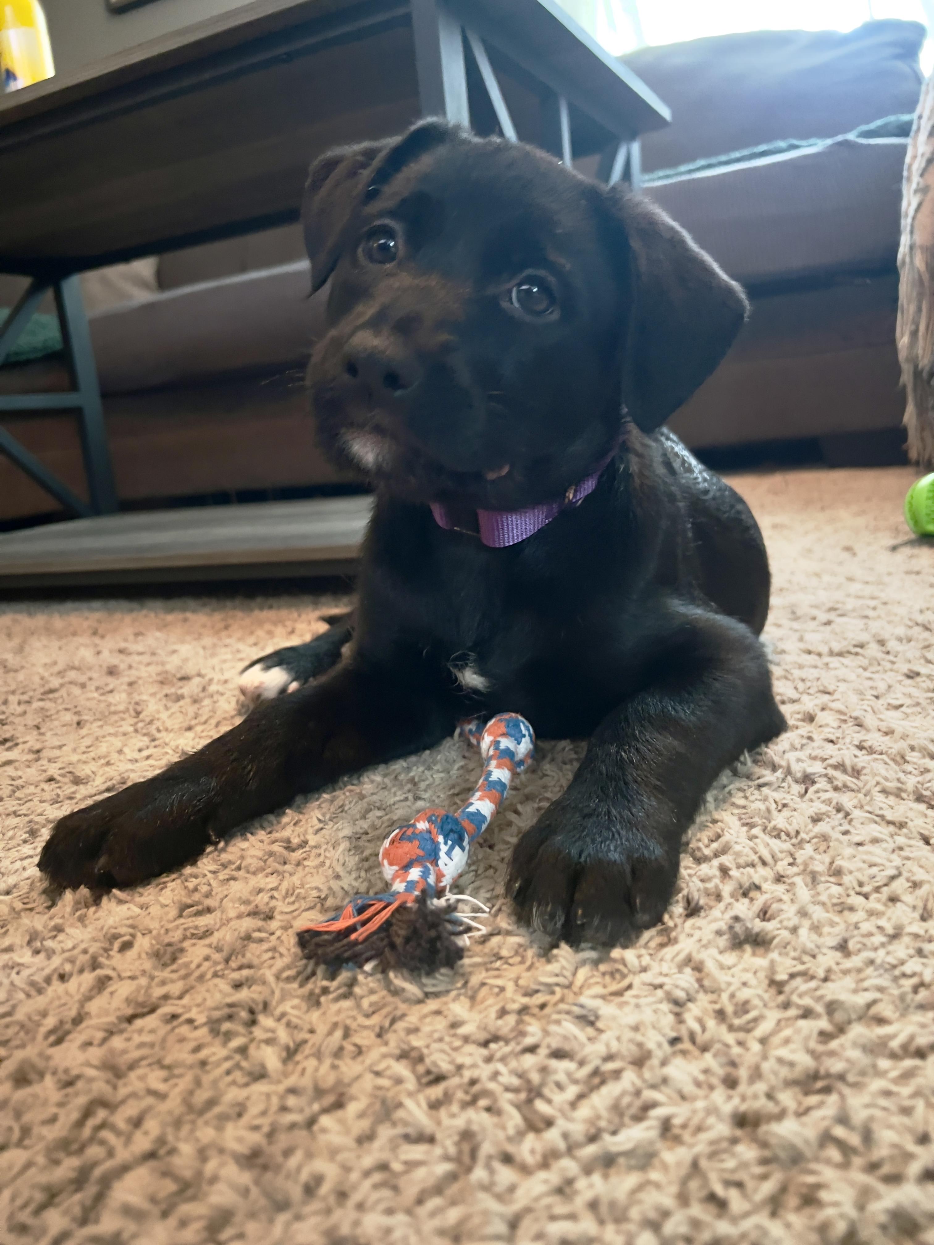 Enlarge Nestle, an adopted mixed breed in Sioux Falls, SD image 5/6