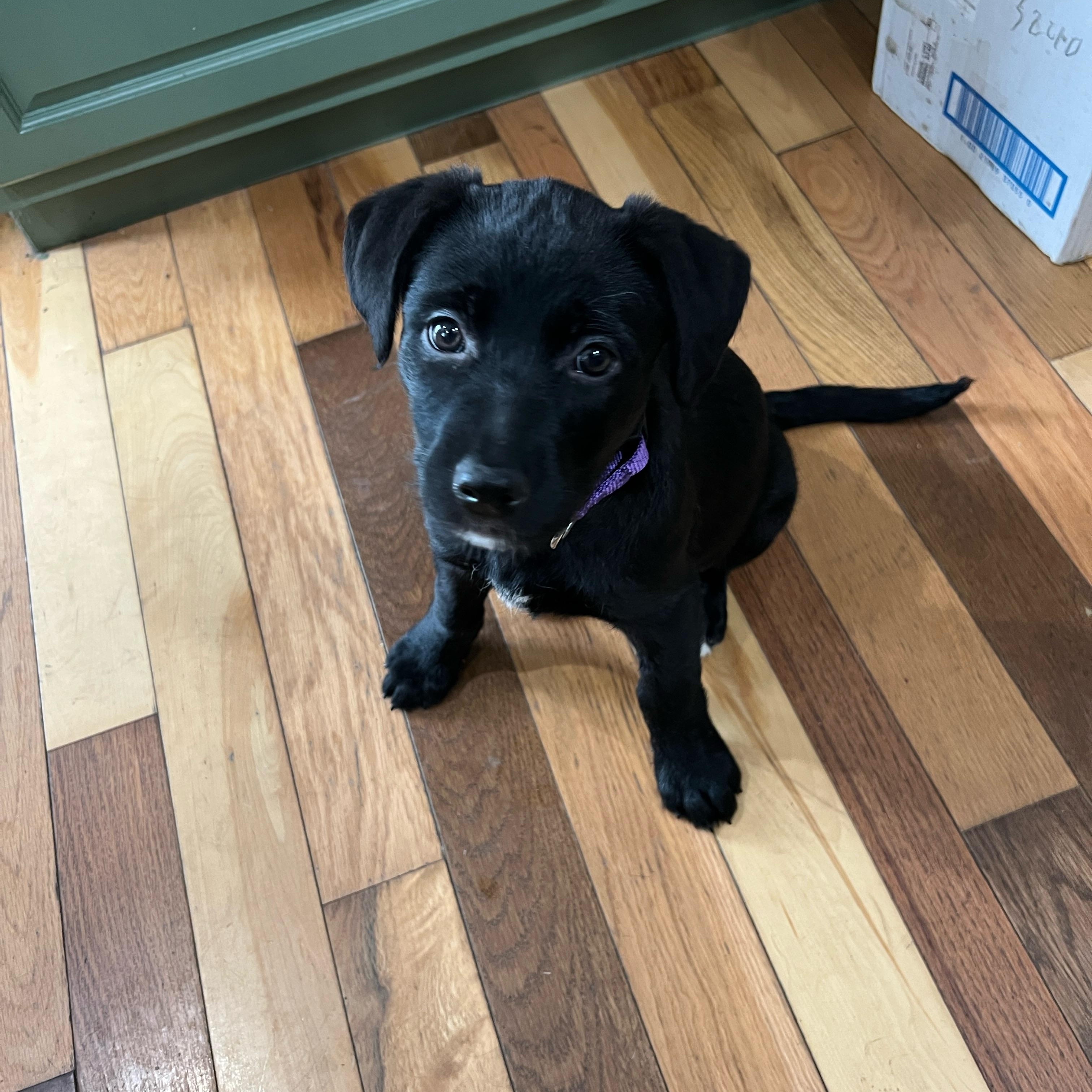 Enlarge Nestle, an adopted mixed breed in Sioux Falls, SD image 3/6