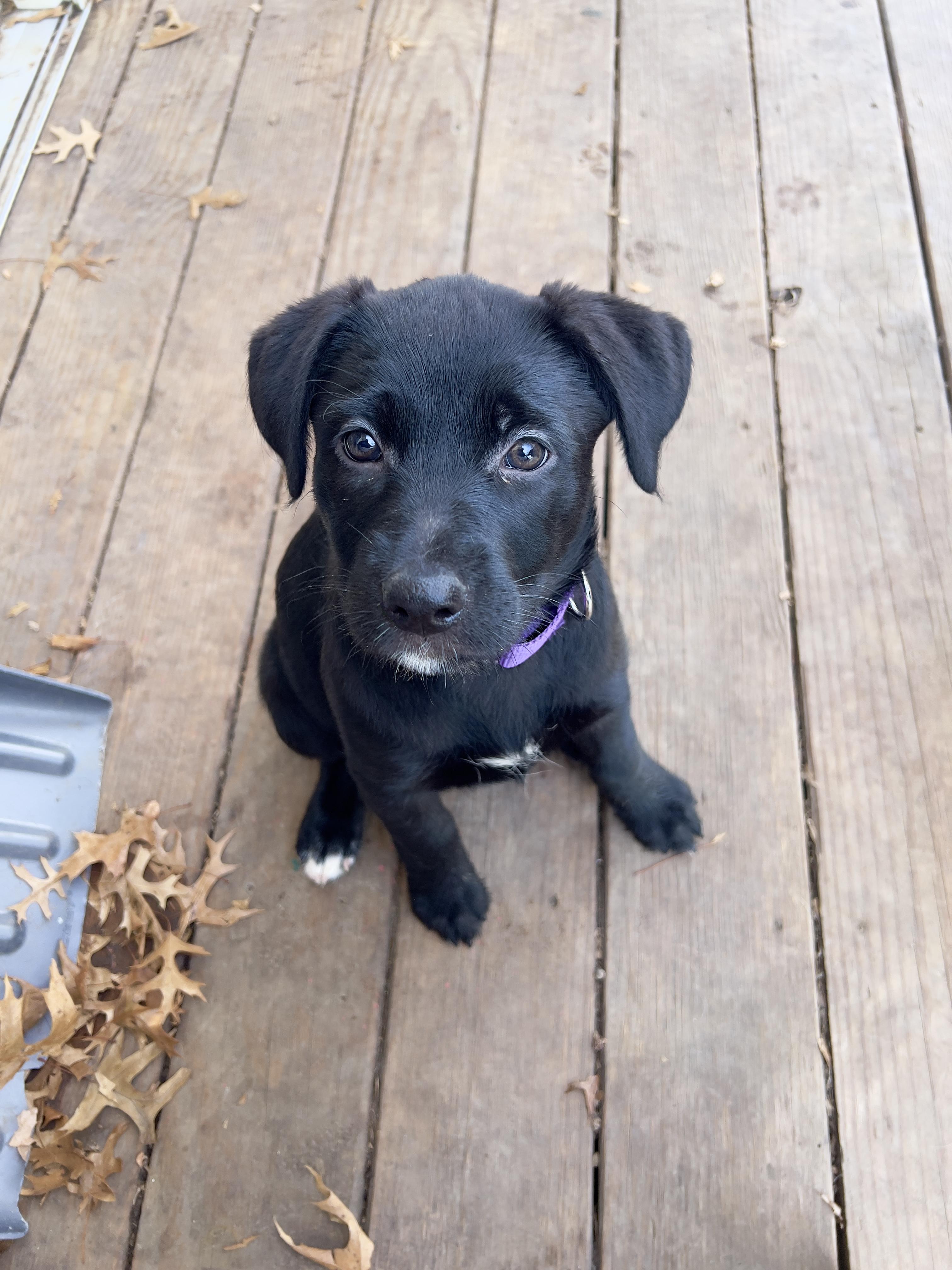 Enlarge Nestle, an adopted mixed breed in Sioux Falls, SD image 2/6