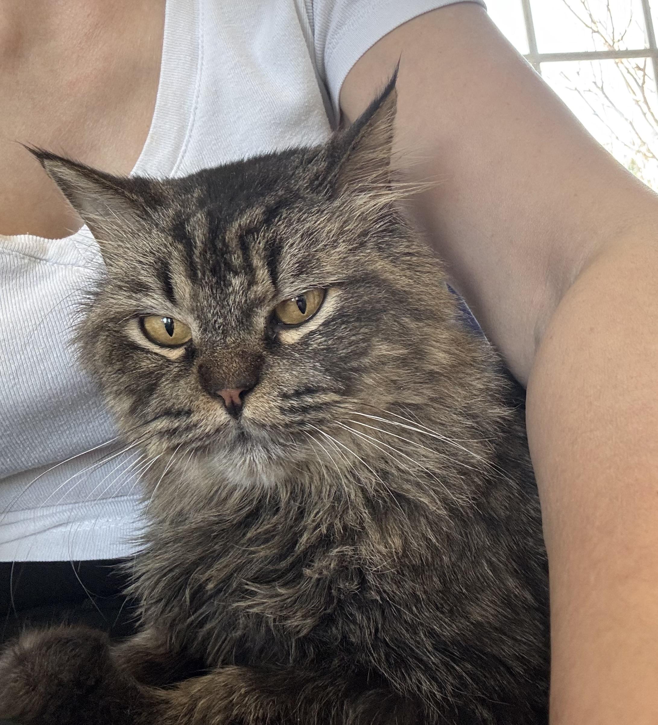Enlarge Muppet - Lorin & Christopher, an adopted mixed breed in Brampton, ON image 1/6