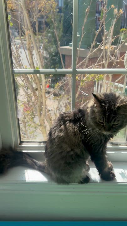 Enlarge Muppet - Lorin & Christopher, an adopted mixed breed in Brampton, ON video 5/6