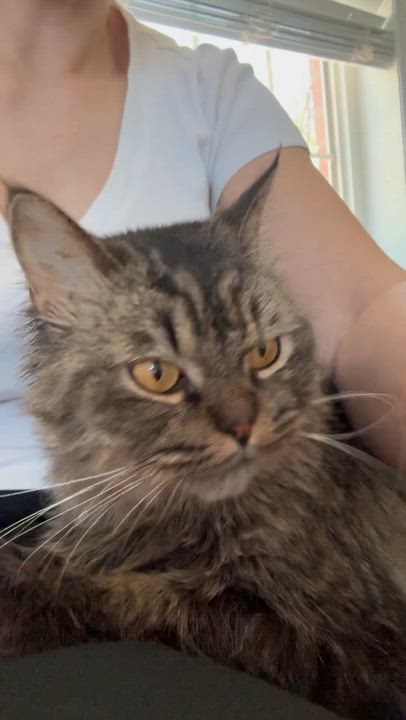 Enlarge Muppet - Lorin & Christopher, an adopted mixed breed in Brampton, ON video 2/6