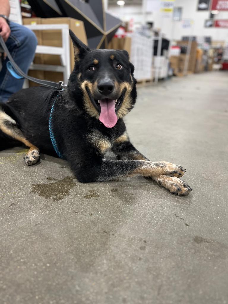 Nick, Adoptable, Adult Male German Shepherd Dog & Cattle Dog.