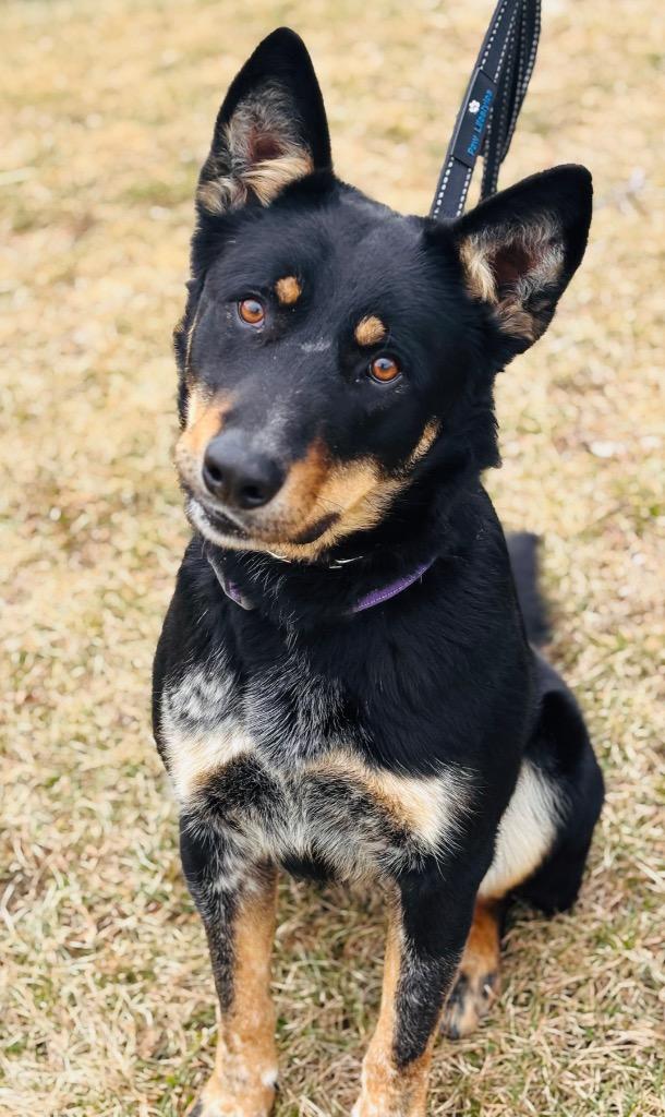 Nick, Adoptable, Adult Male Cattle Dog & Mixed Breed.