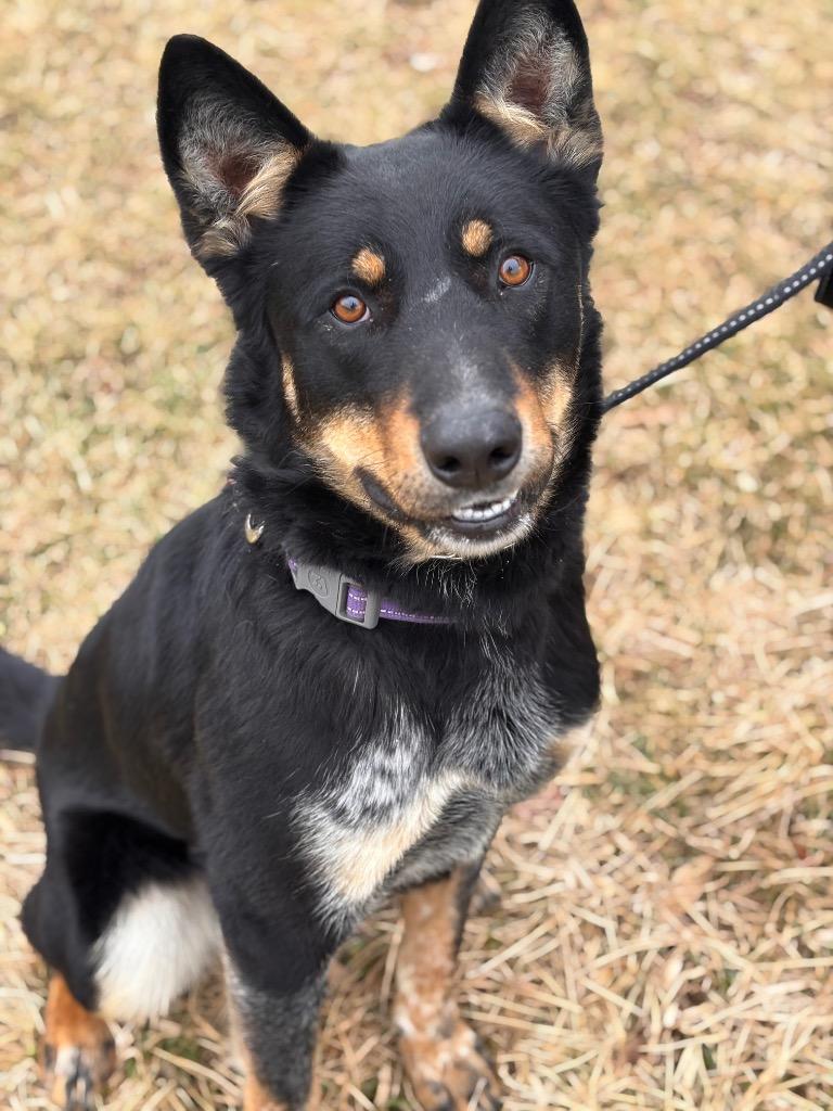 Nick, a Adoptable mixed breed in Effingham, IL image 5/6