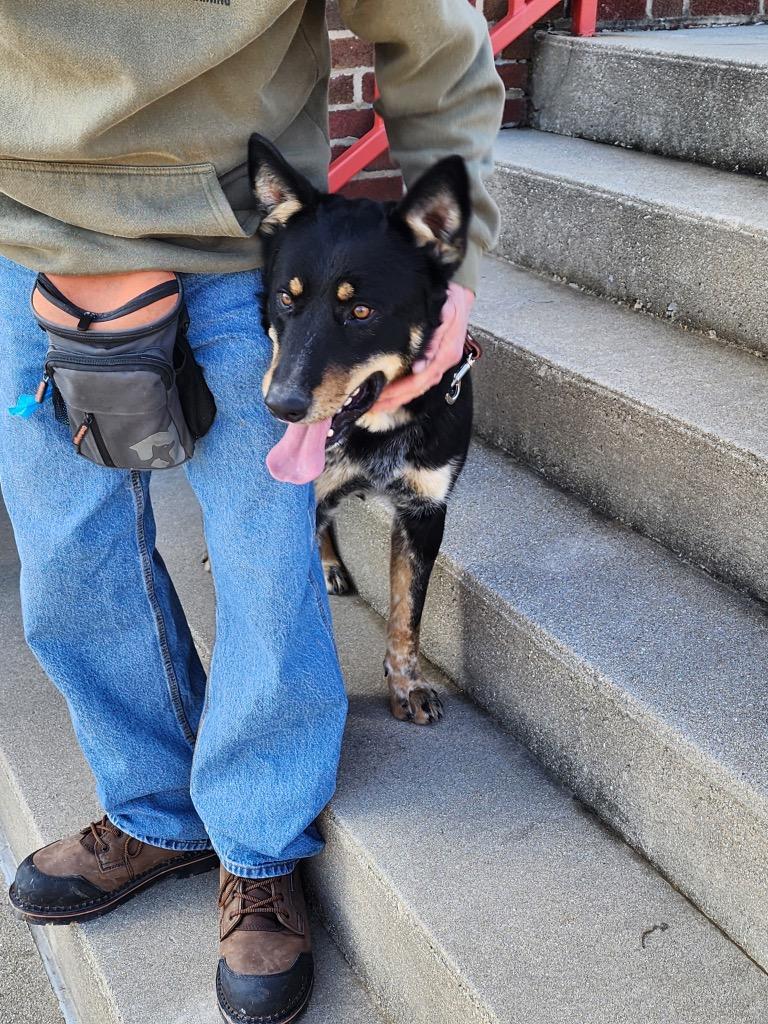 Nick, a Adoptable mixed breed in Effingham, IL image 4/6