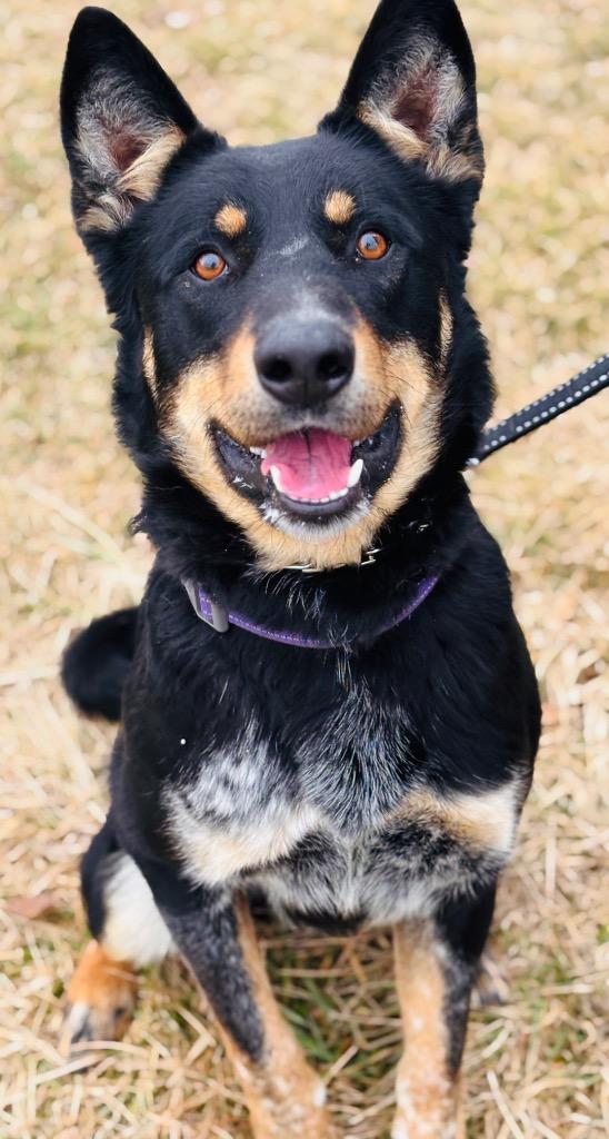 Nick, a Adoptable mixed breed in Effingham, IL image 6/6