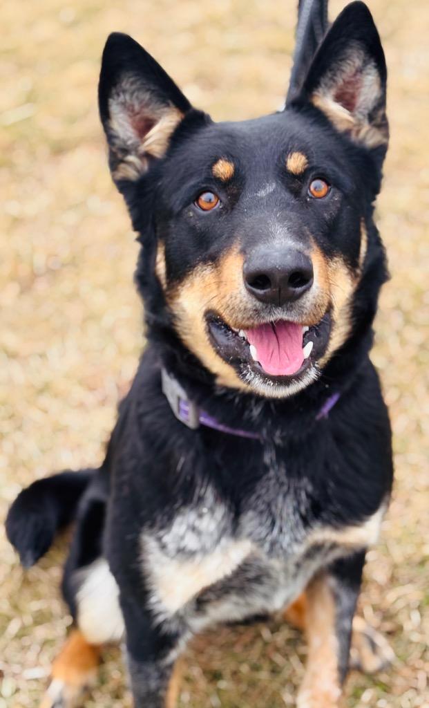 Nick, a Adoptable mixed breed in Effingham, IL image 6/6