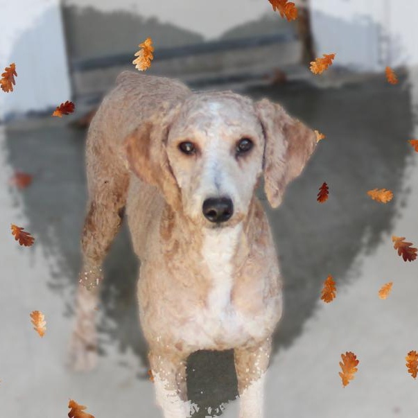 Brady, Adoptable, Young Male Poodle & Mixed Breed.