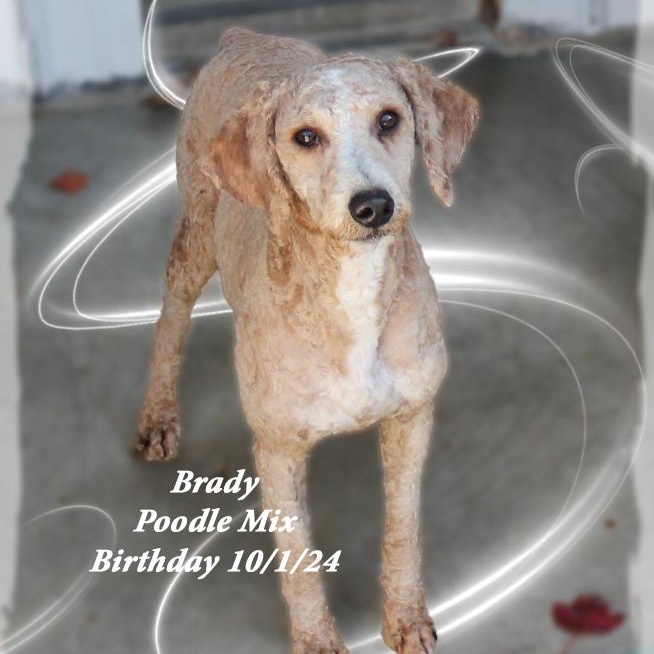 Brady, a Adoptable mixed breed in Amelia, OH image 2/2