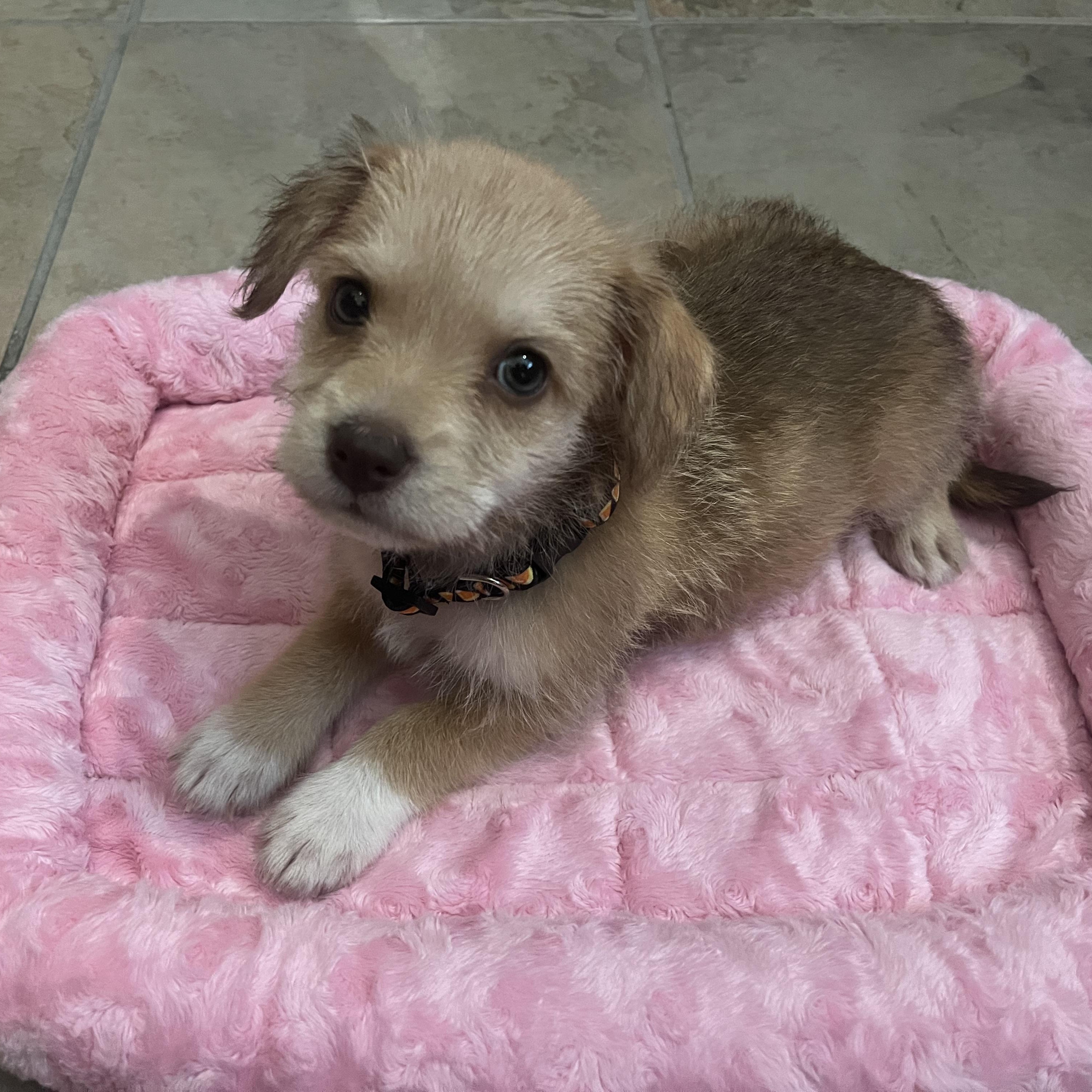 Dixie