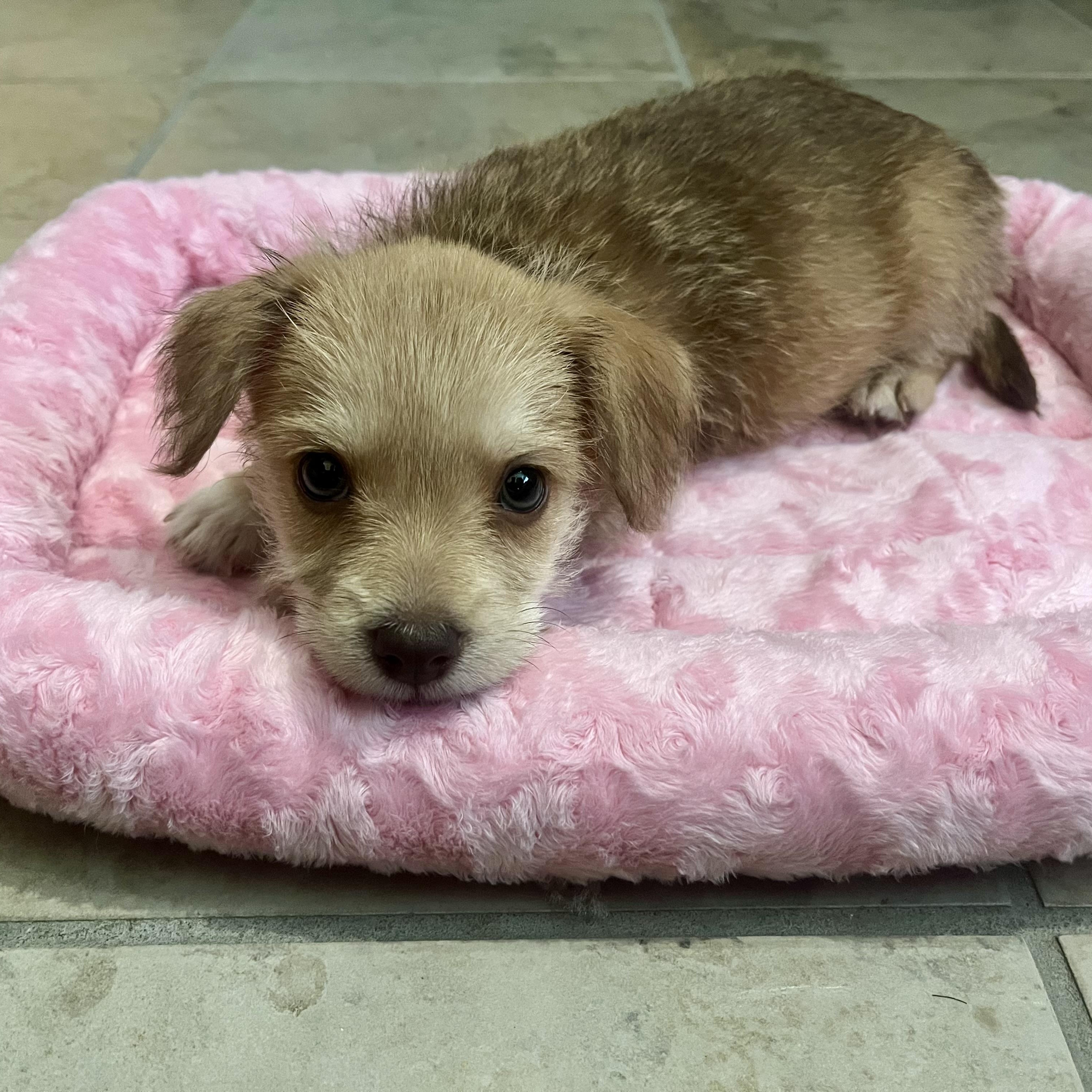 Dixie