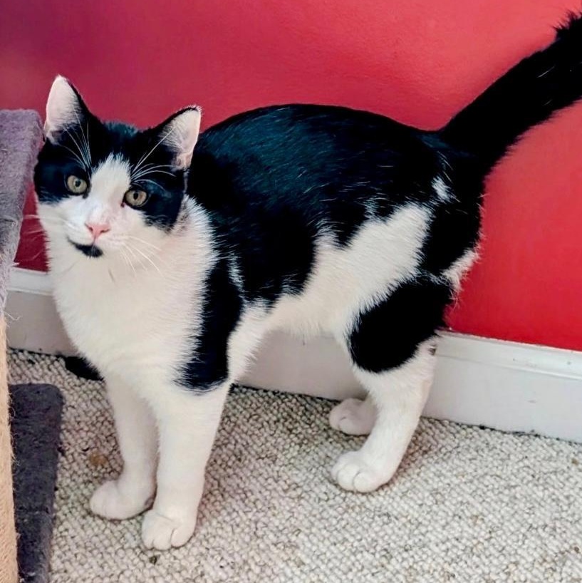 Pat Pat, ADOPTABLE, Kitten Male Domestic Short Hair.