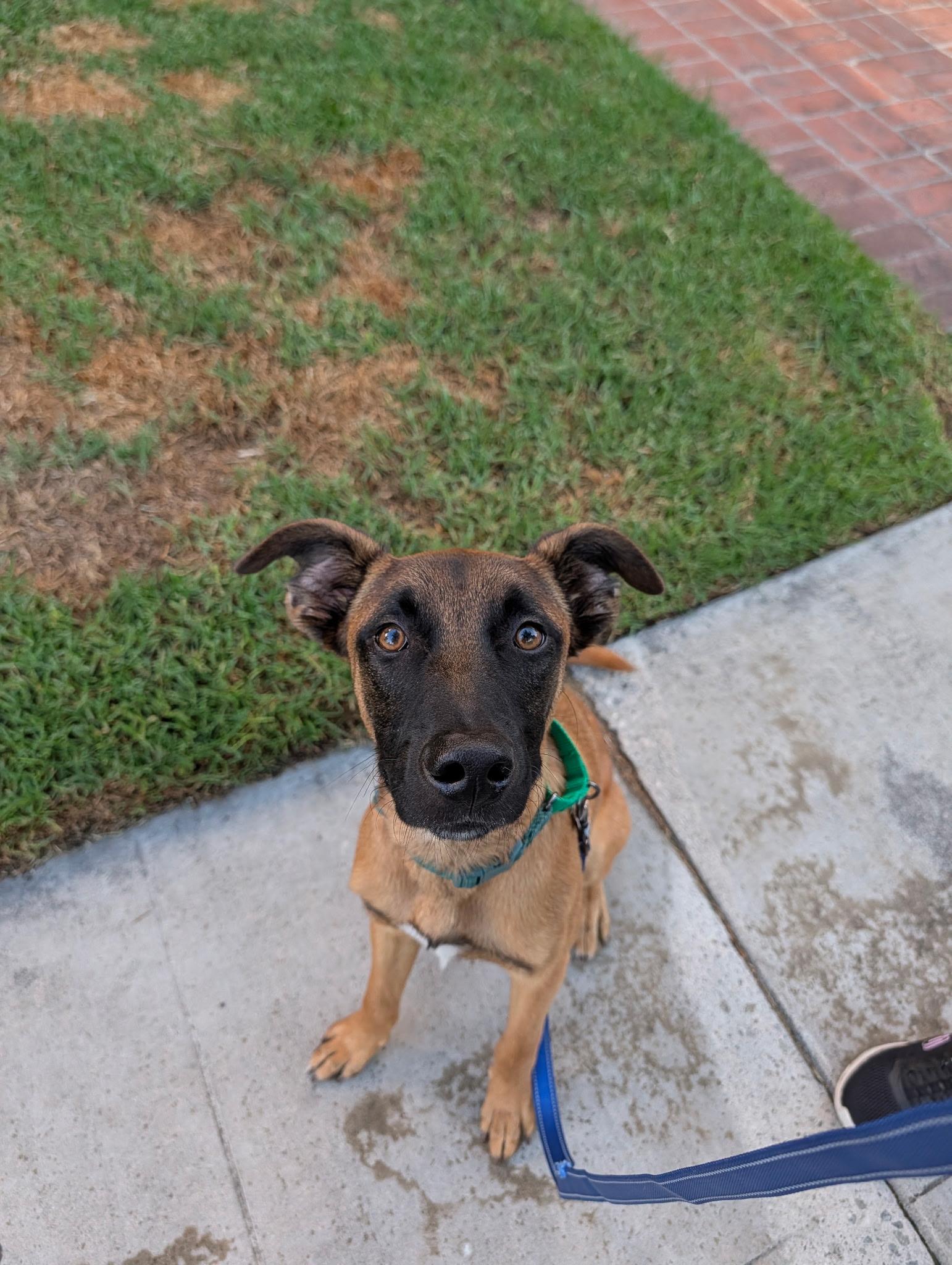 Enlarge Sol, a Adoptable mixed breed in Los Angeles, CA image 3/5