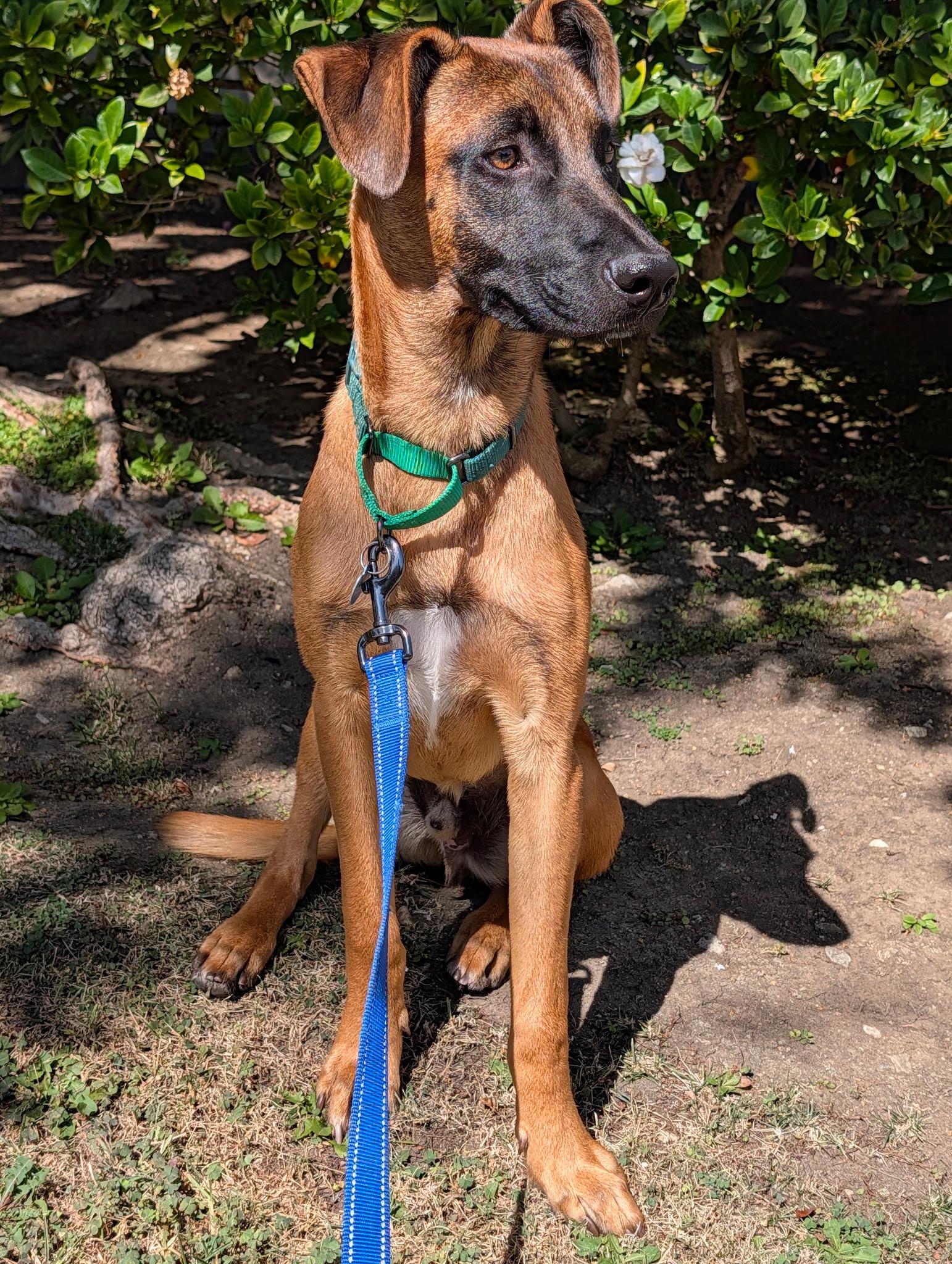 Enlarge Sol, a Adoptable mixed breed in Los Angeles, CA image 2/5