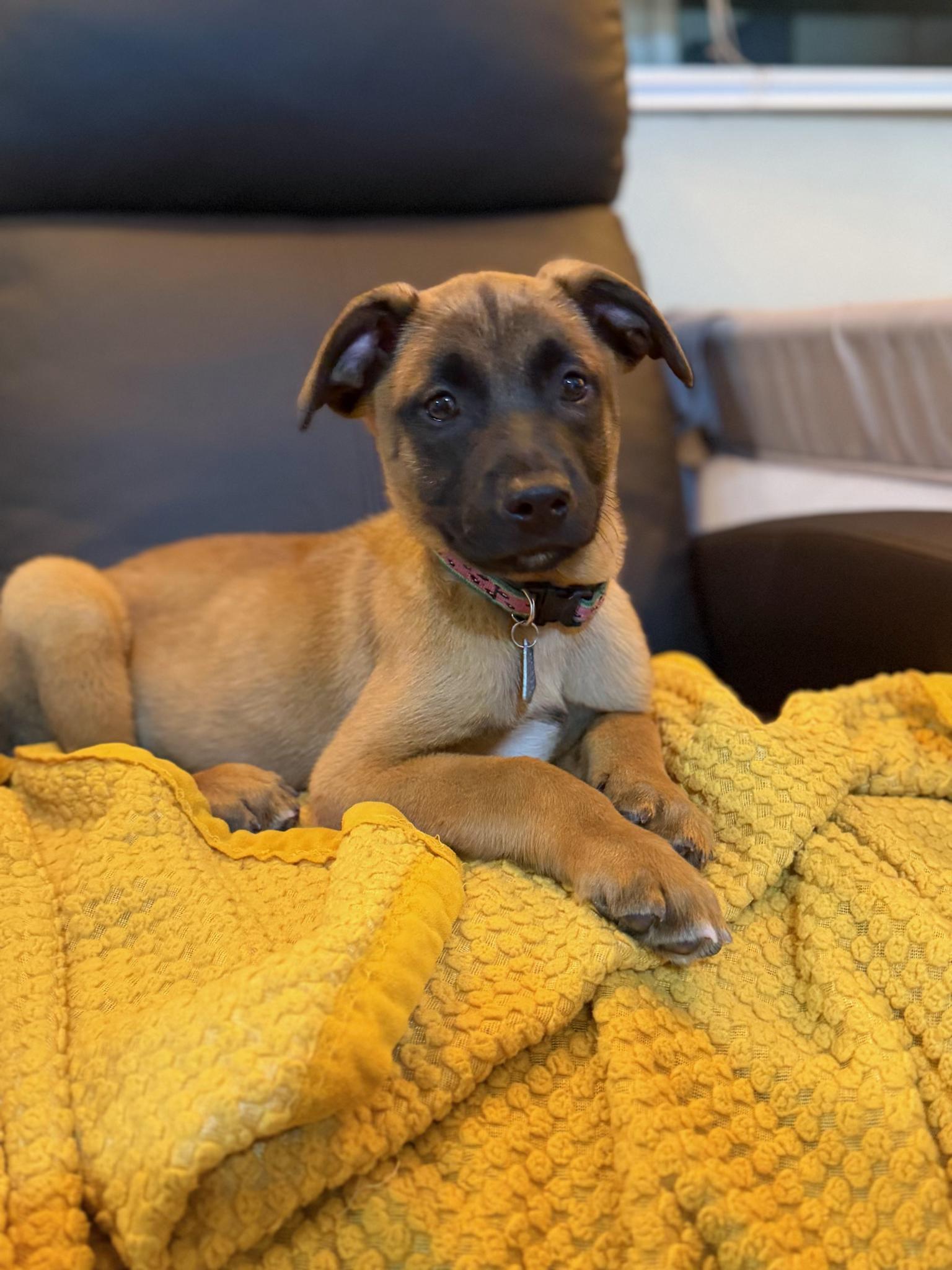 Sol, a ADOPTABLE mixed breed in Los Angeles, CA image 1/2